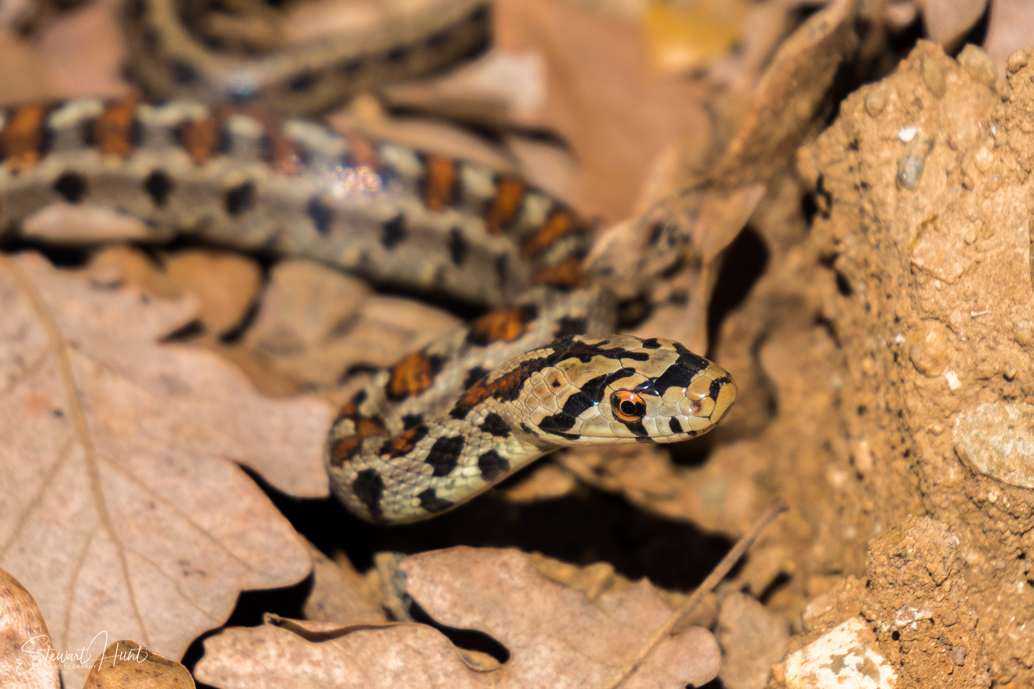 Slideshow Images 111