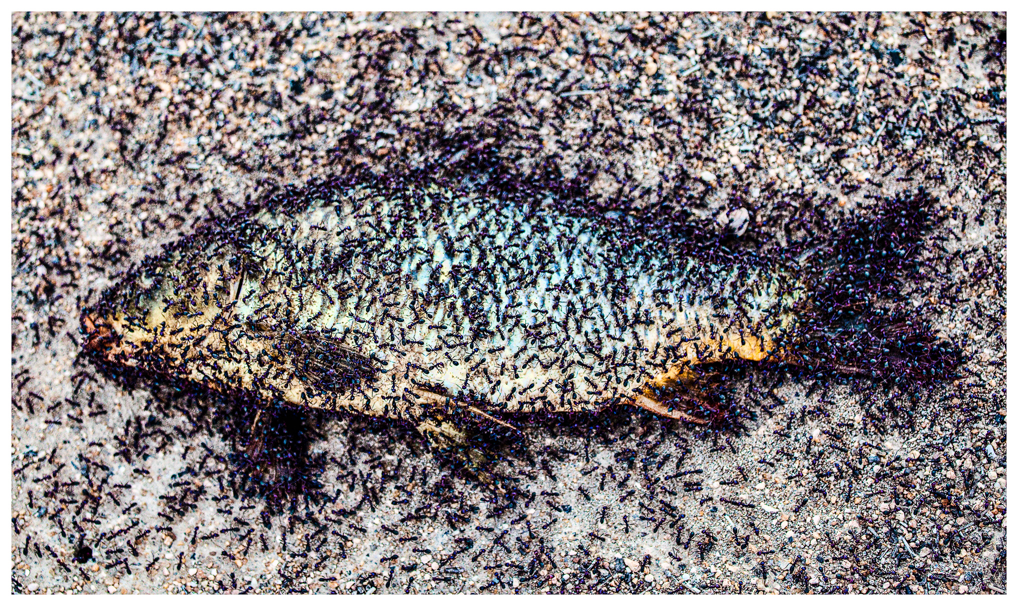 Vic Trip Jan 2010 MG 6261