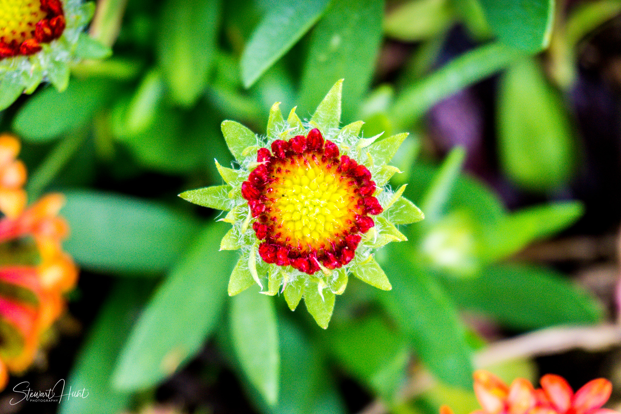 A6000 Robinvale 9022