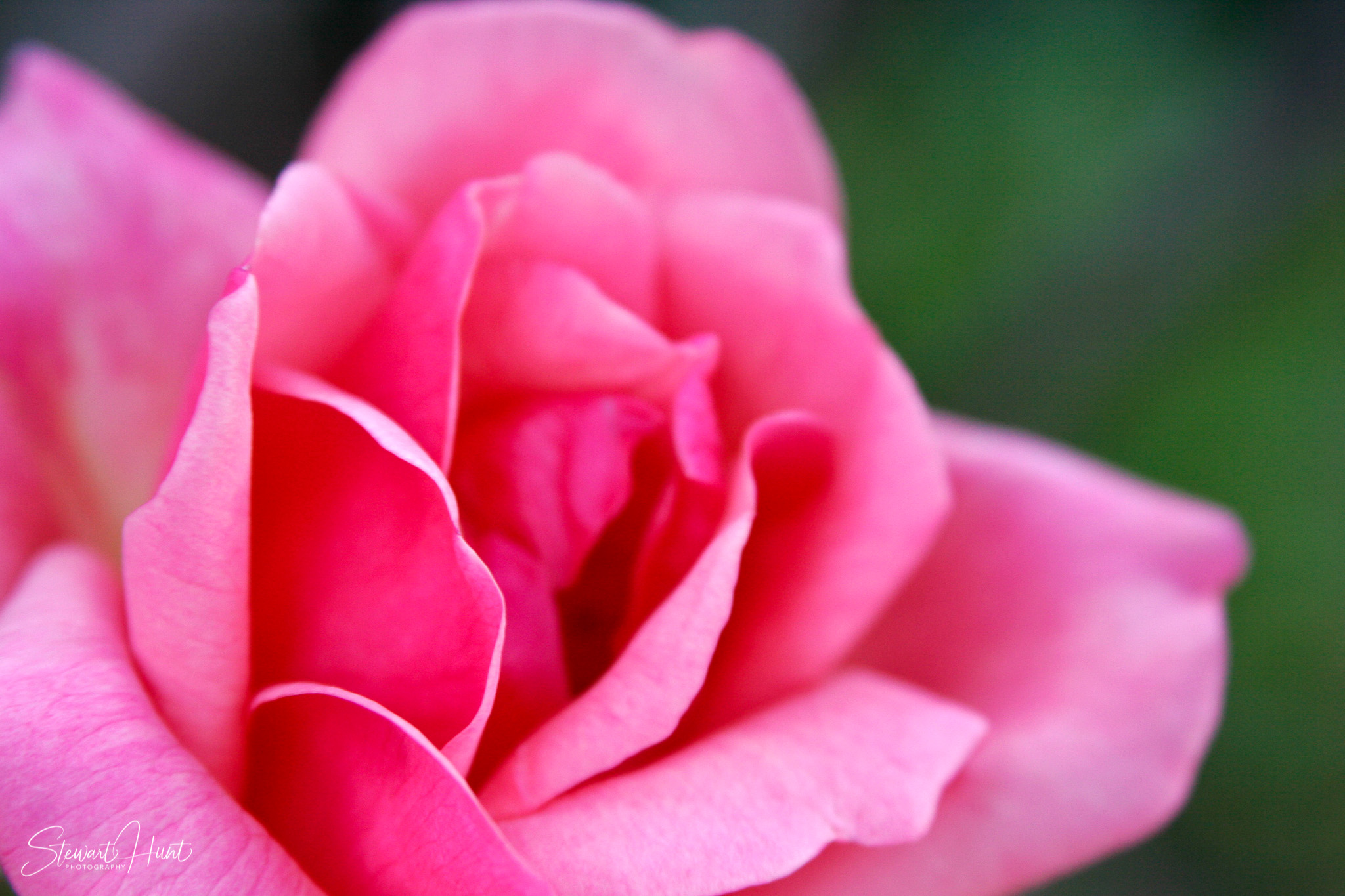 Carnival of Flowers Sept 2005 MG 0155