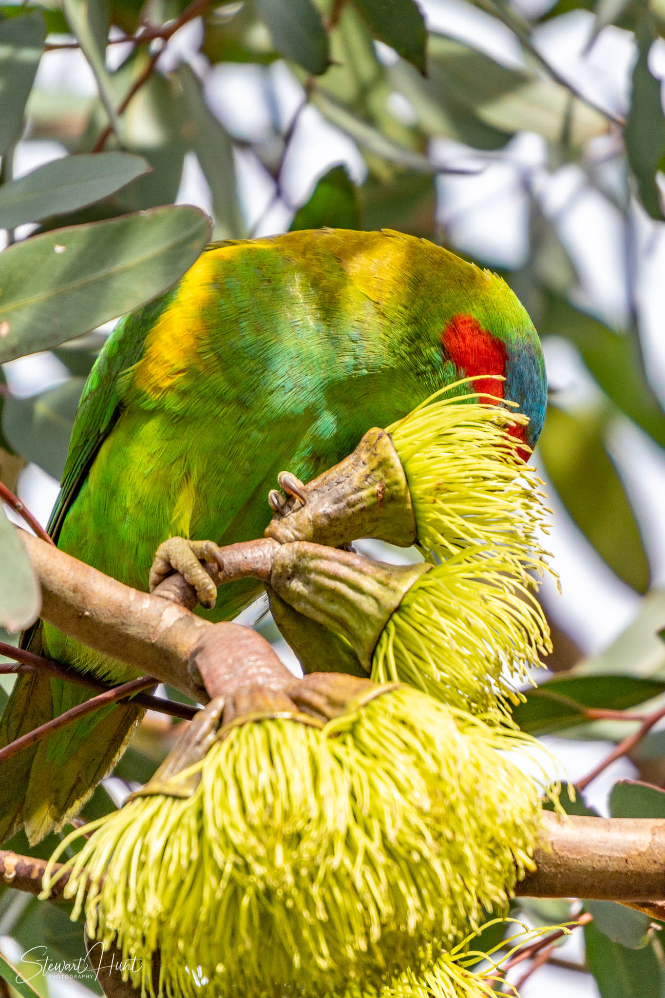 Melton Botanic Gardens A6500 4376