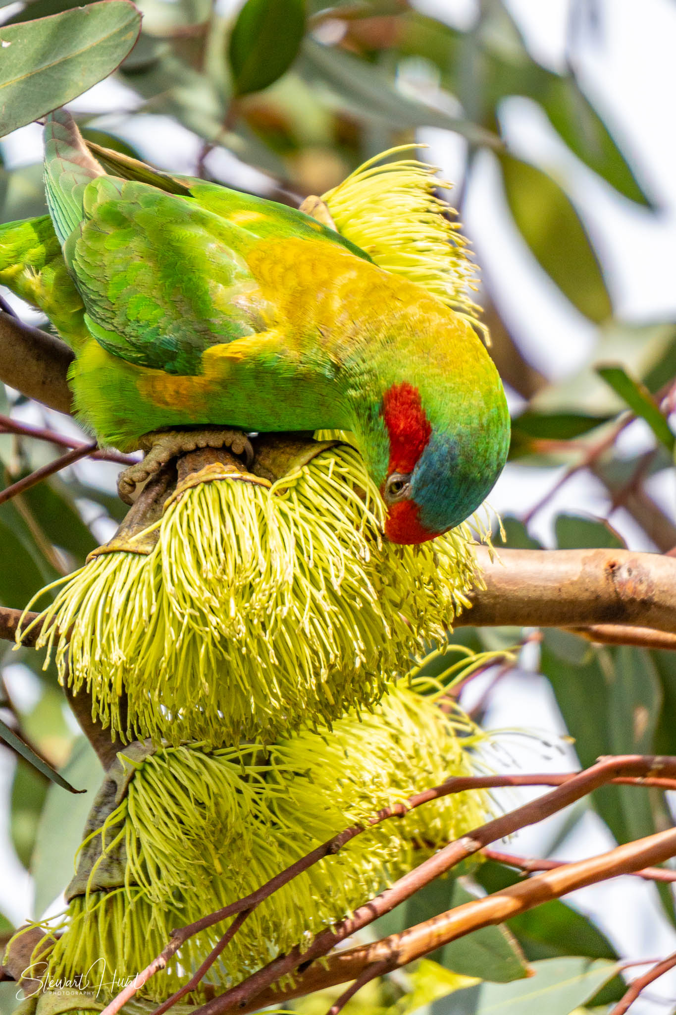 Melton Botanic Gardens A6500 4377