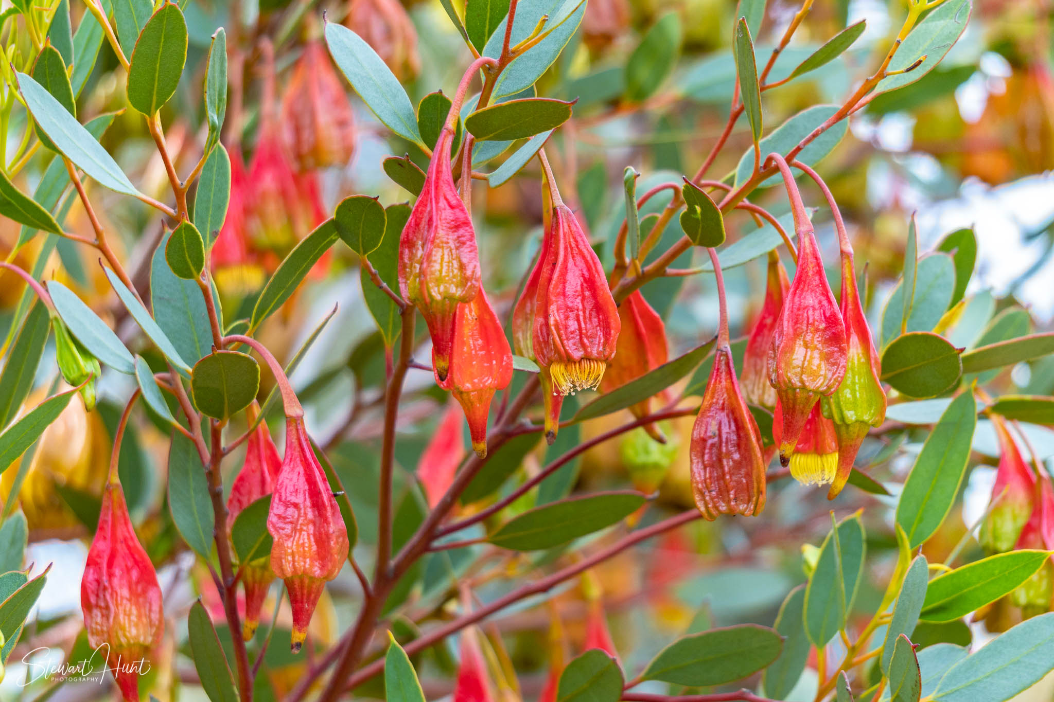 Melton Botanic Gardens A6500 4382