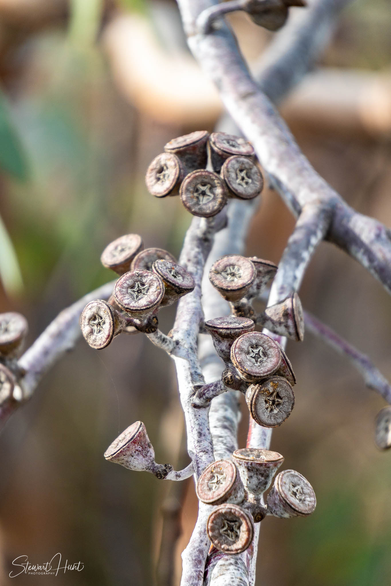 Melton Botanic Gardens A6500 4386
