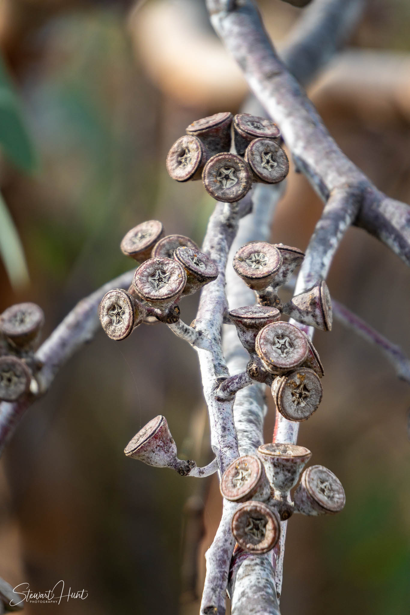 Melton Botanic Gardens A6500 4387