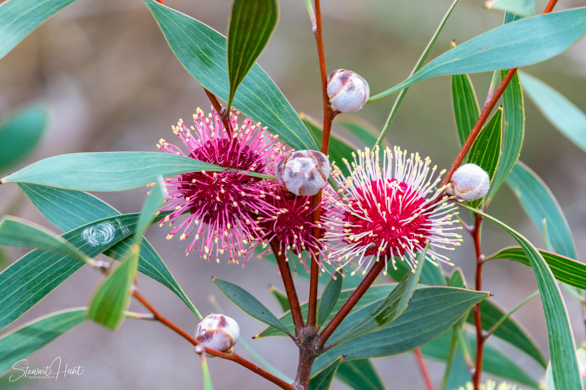 Melton Botanic Gardens A6500 4390