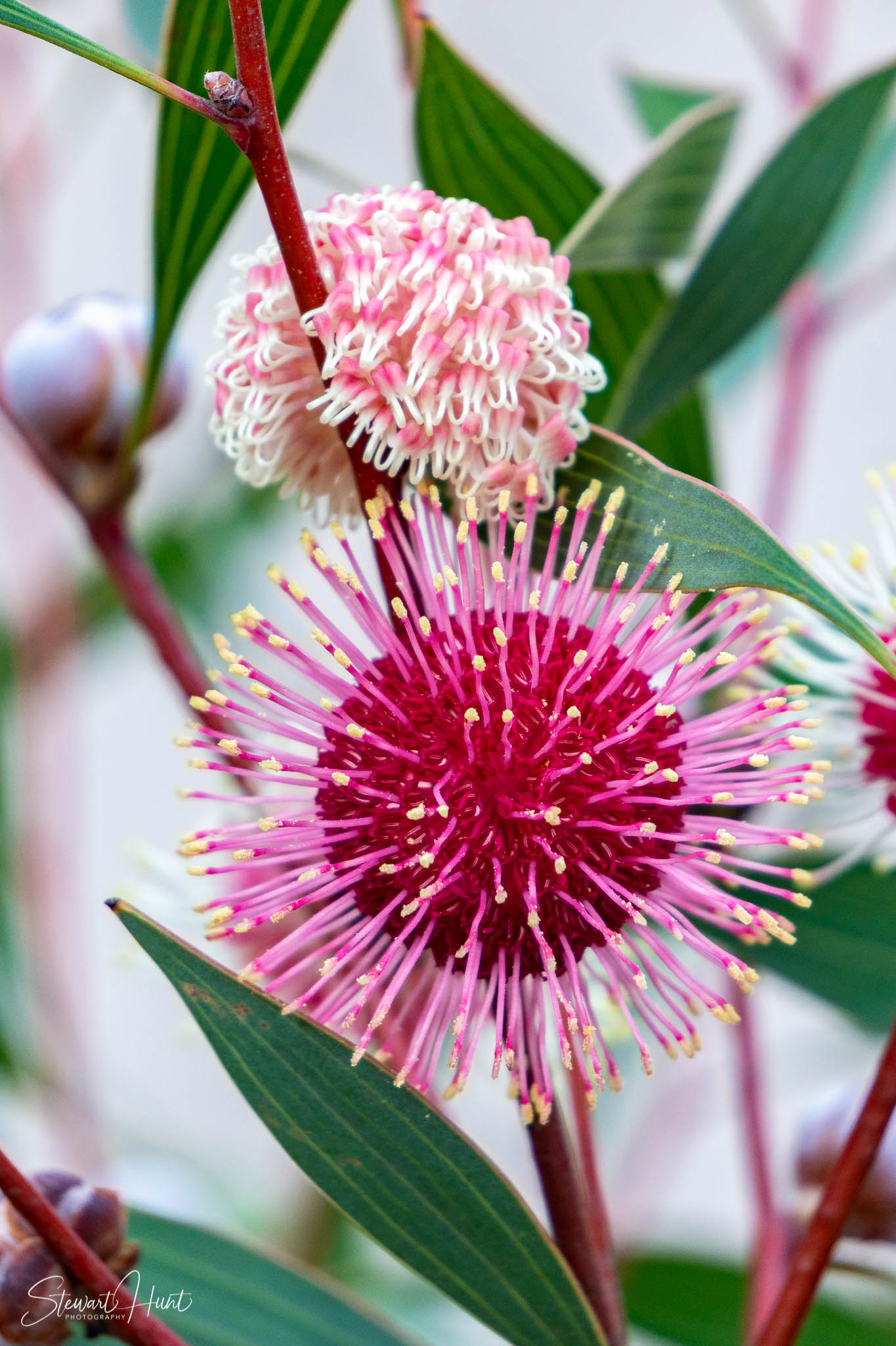 Melton Botanic Gardens A6500 4393