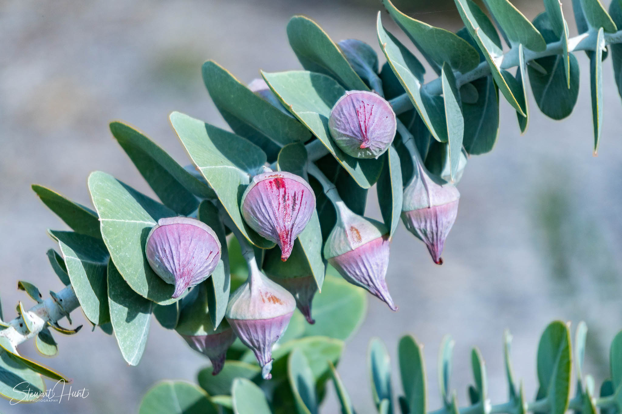 Melton Botanic Gardens A6500 4396