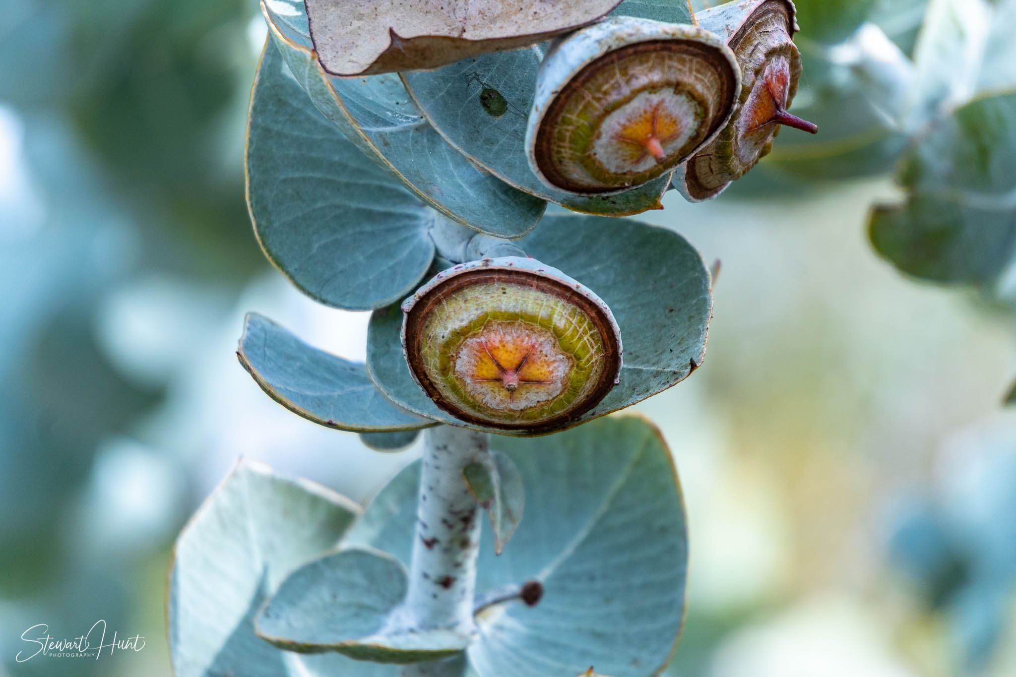 Melton Botanic Gardens A6500 4398