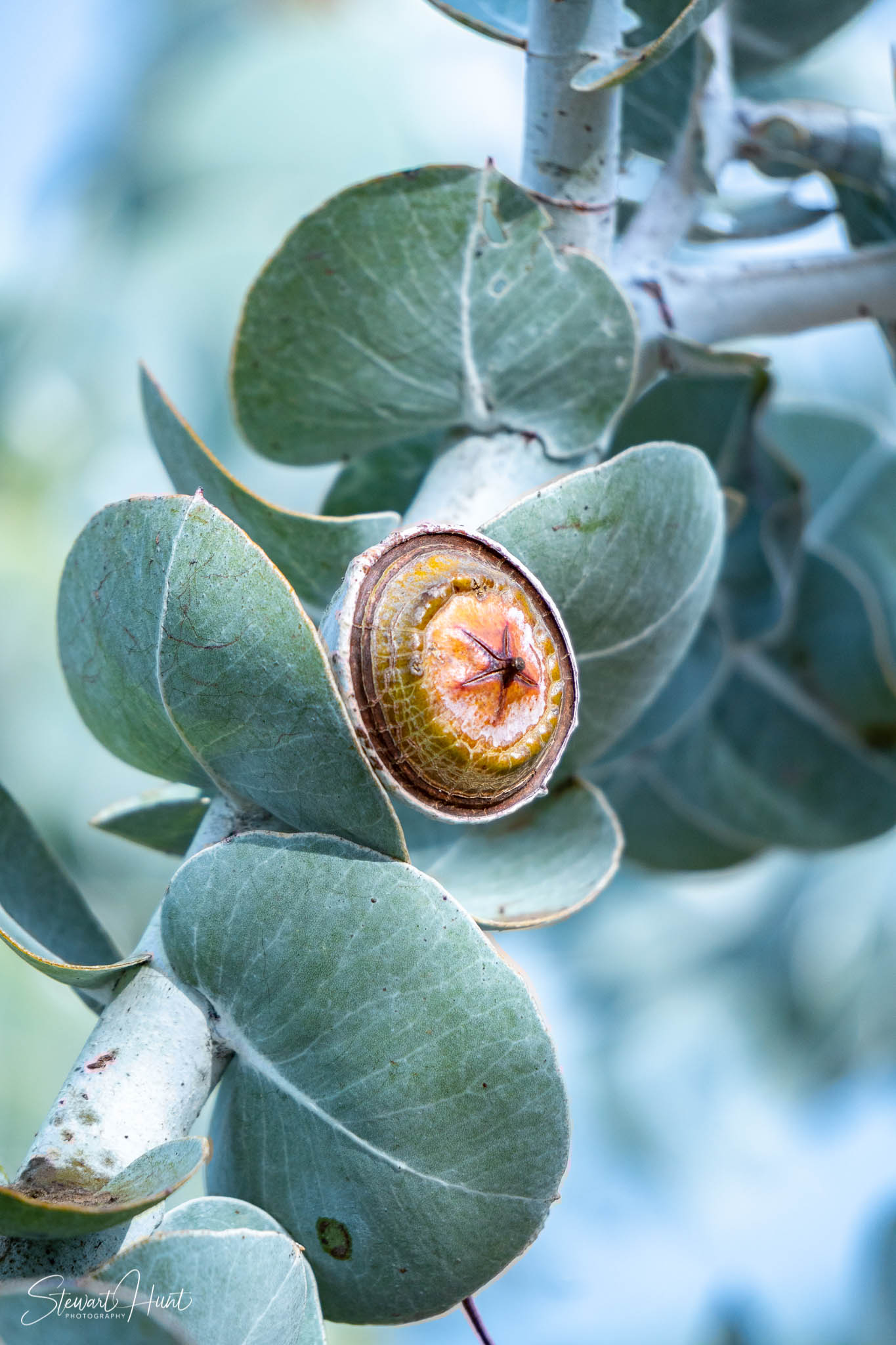 Melton Botanic Gardens A6500 4400