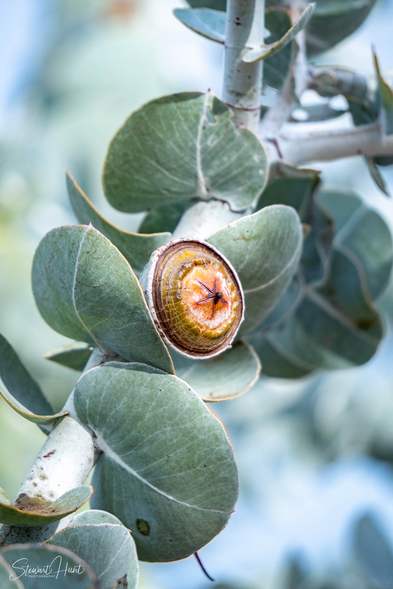 Melton Botanic Gardens A6500 4401