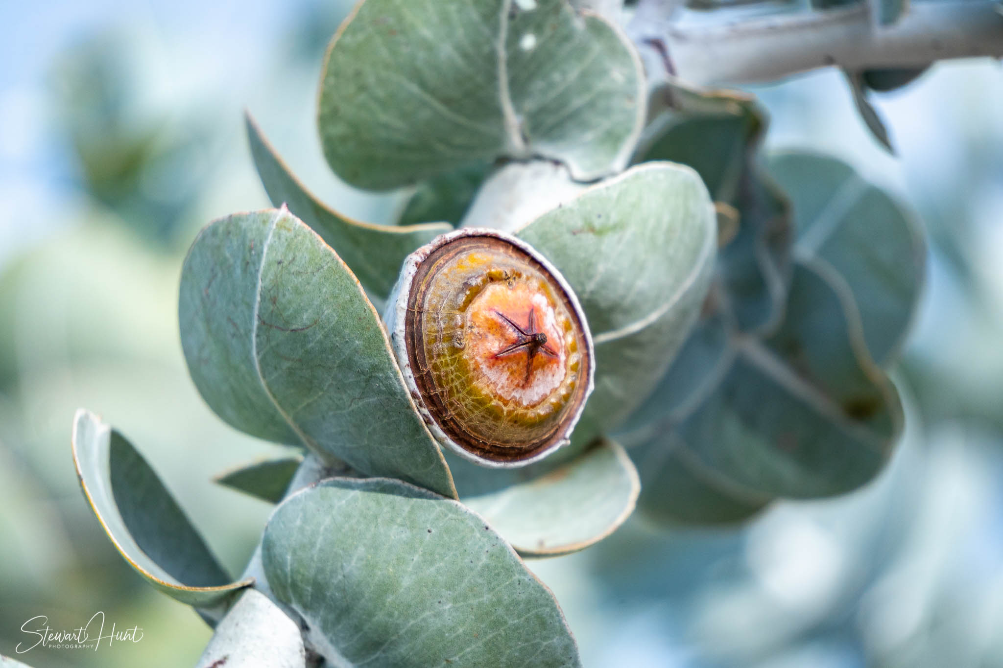 Melton Botanic Gardens A6500 4402