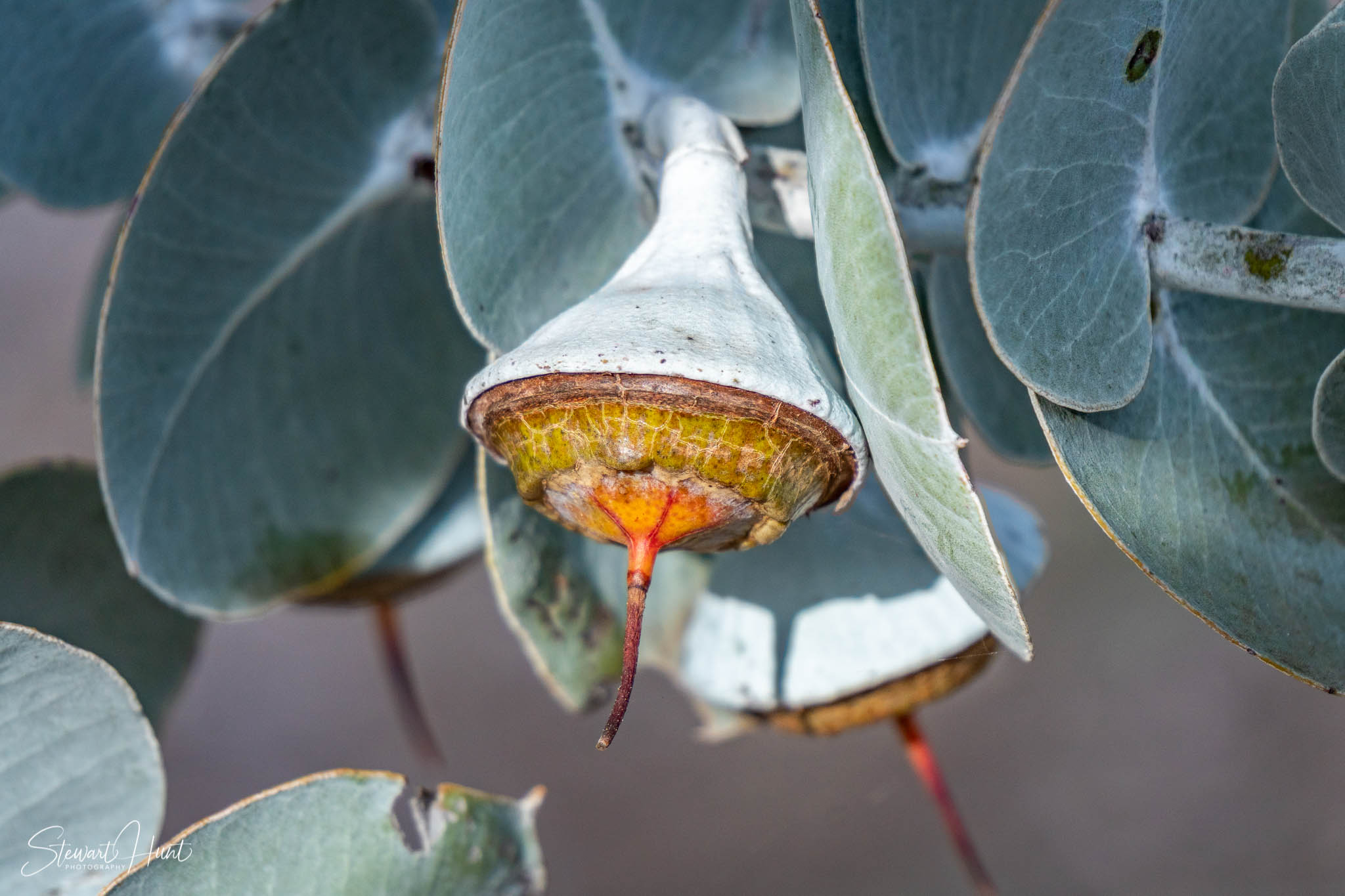 Melton Botanic Gardens A6500 4407