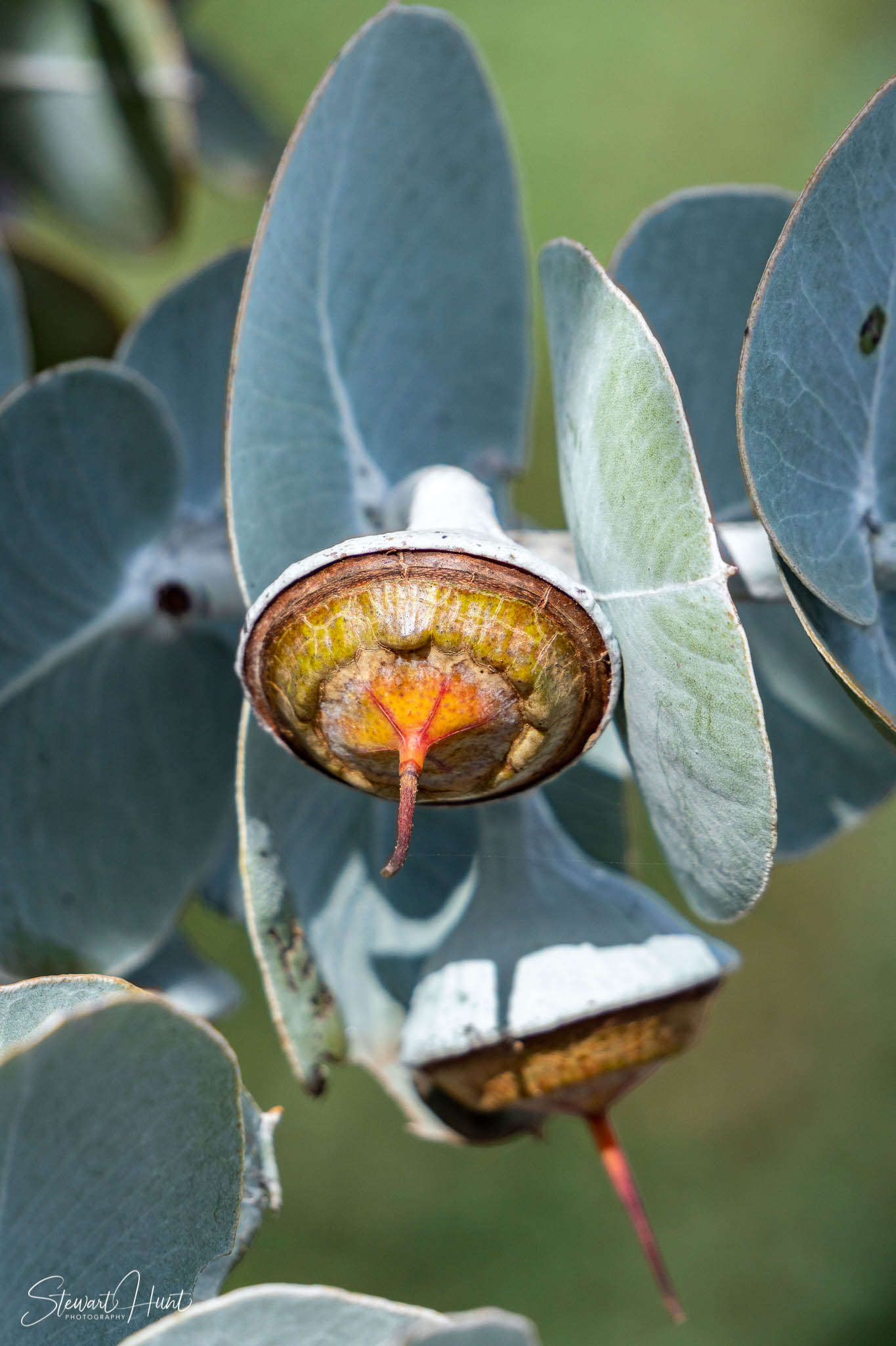 Melton Botanic Gardens A6500 4409