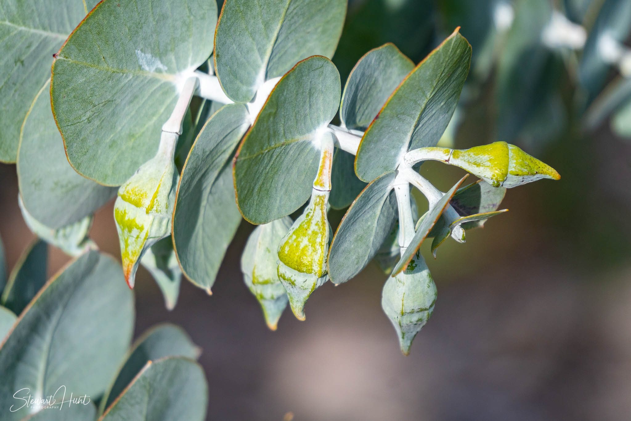 Melton Botanic Gardens A6500 4411