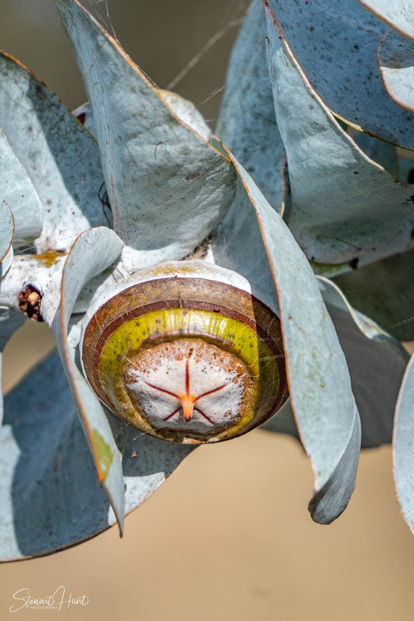 Melton Botanic Gardens A6500 4413