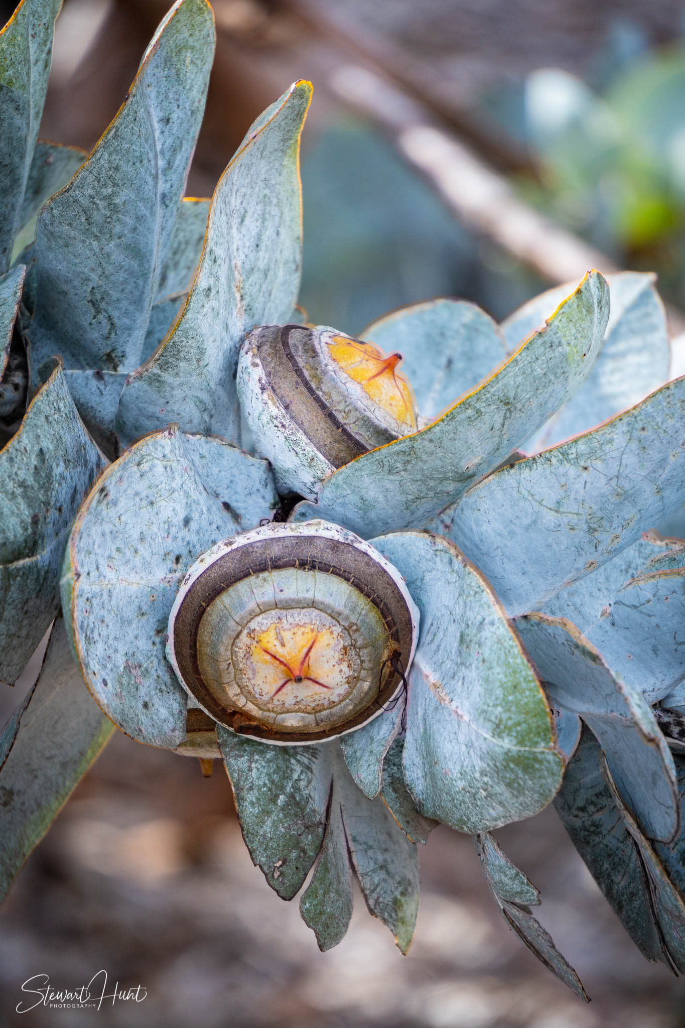 Melton Botanic Gardens A6500 4415