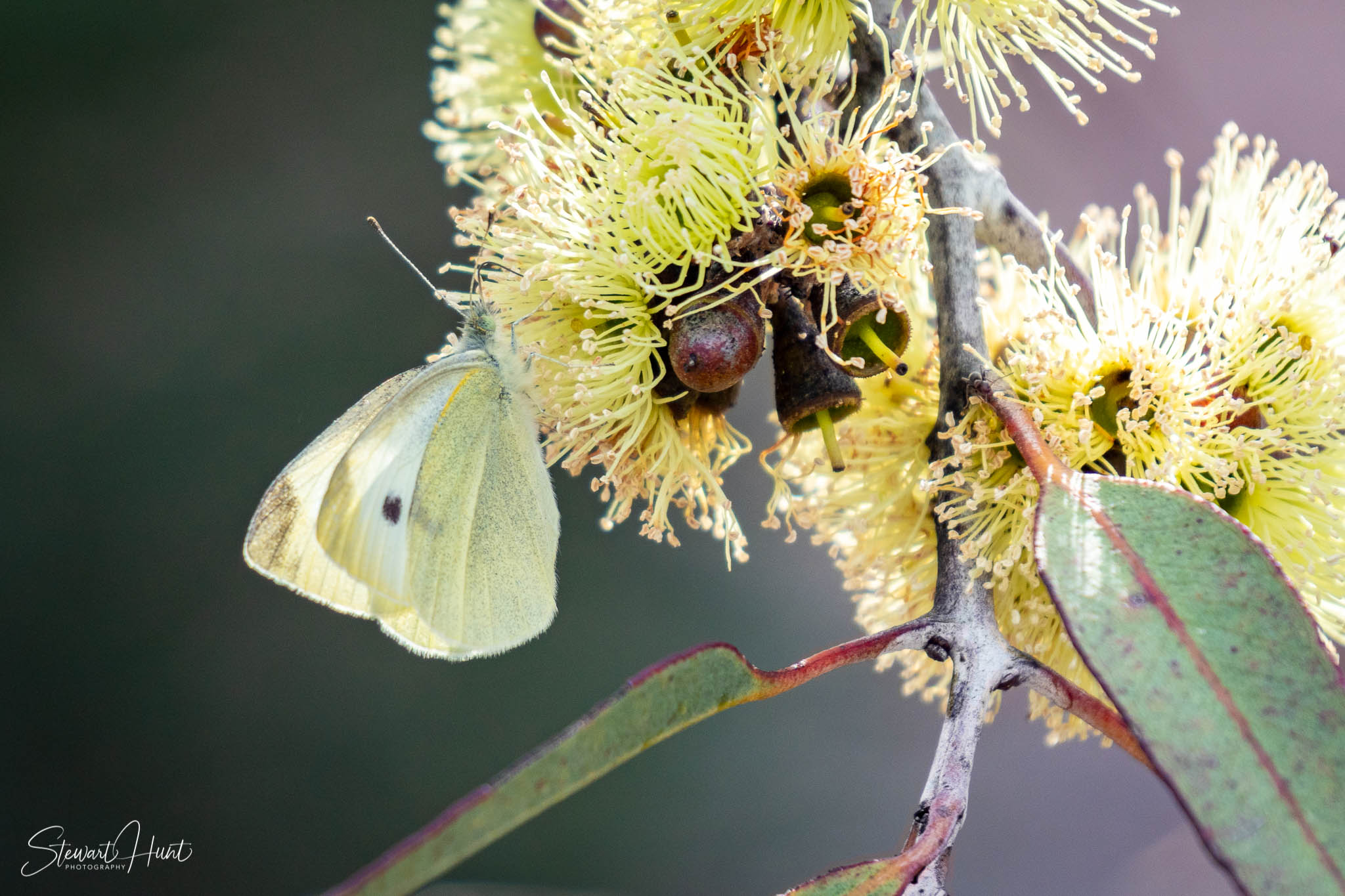 Melton Botanic Gardens A6500 4419