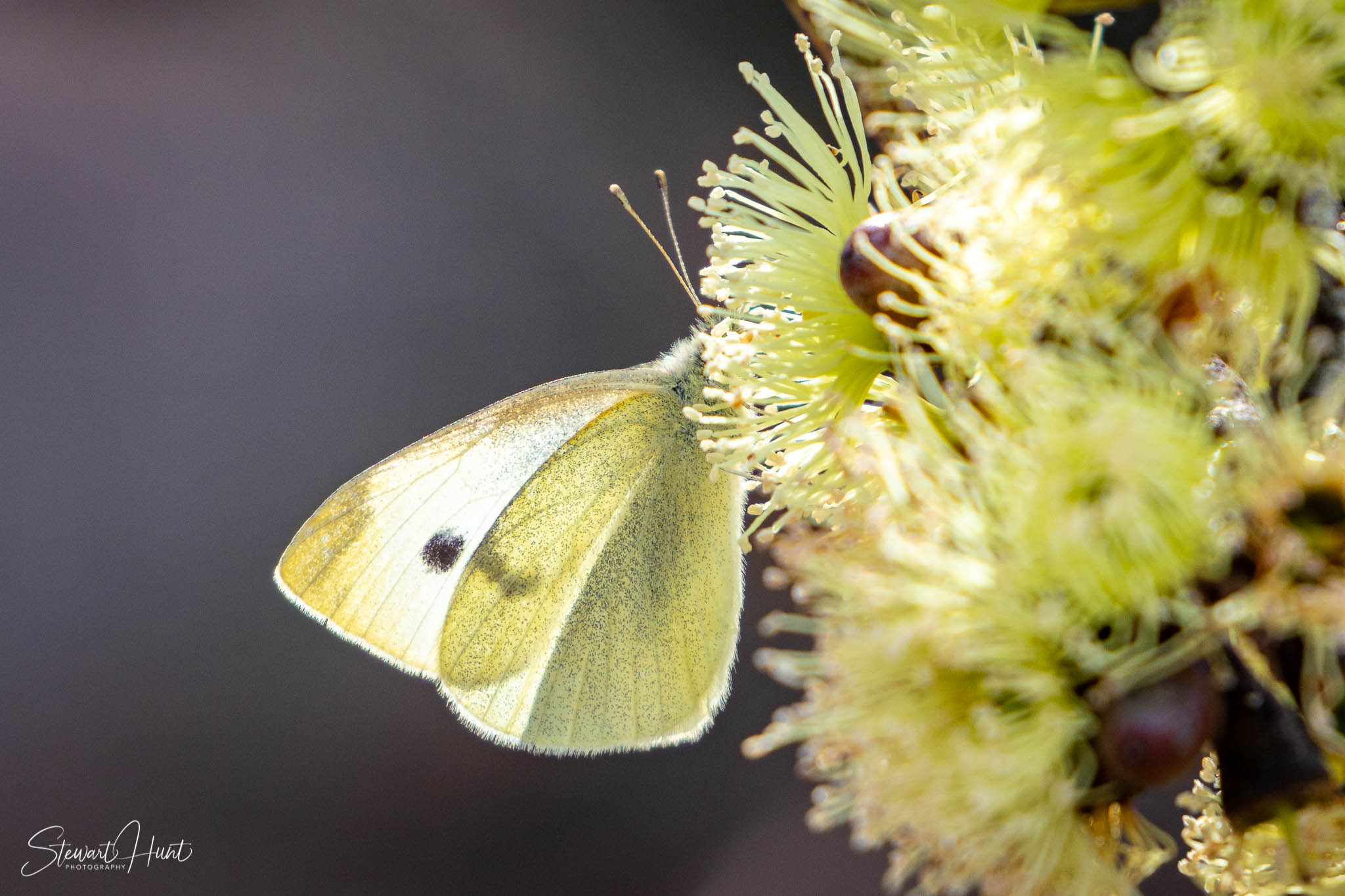 Melton Botanic Gardens A6500 4422