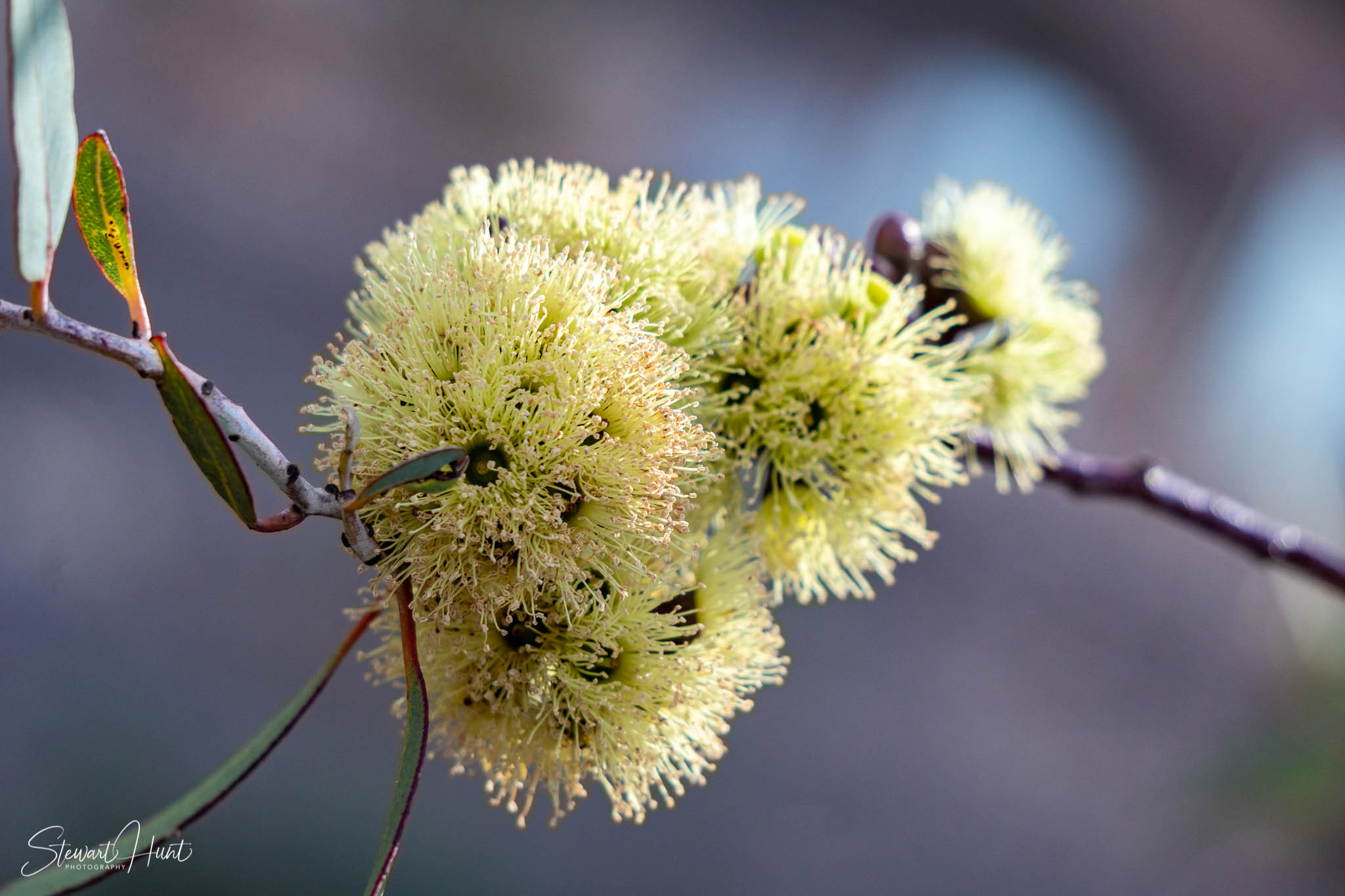 Melton Botanic Gardens A6500 4423