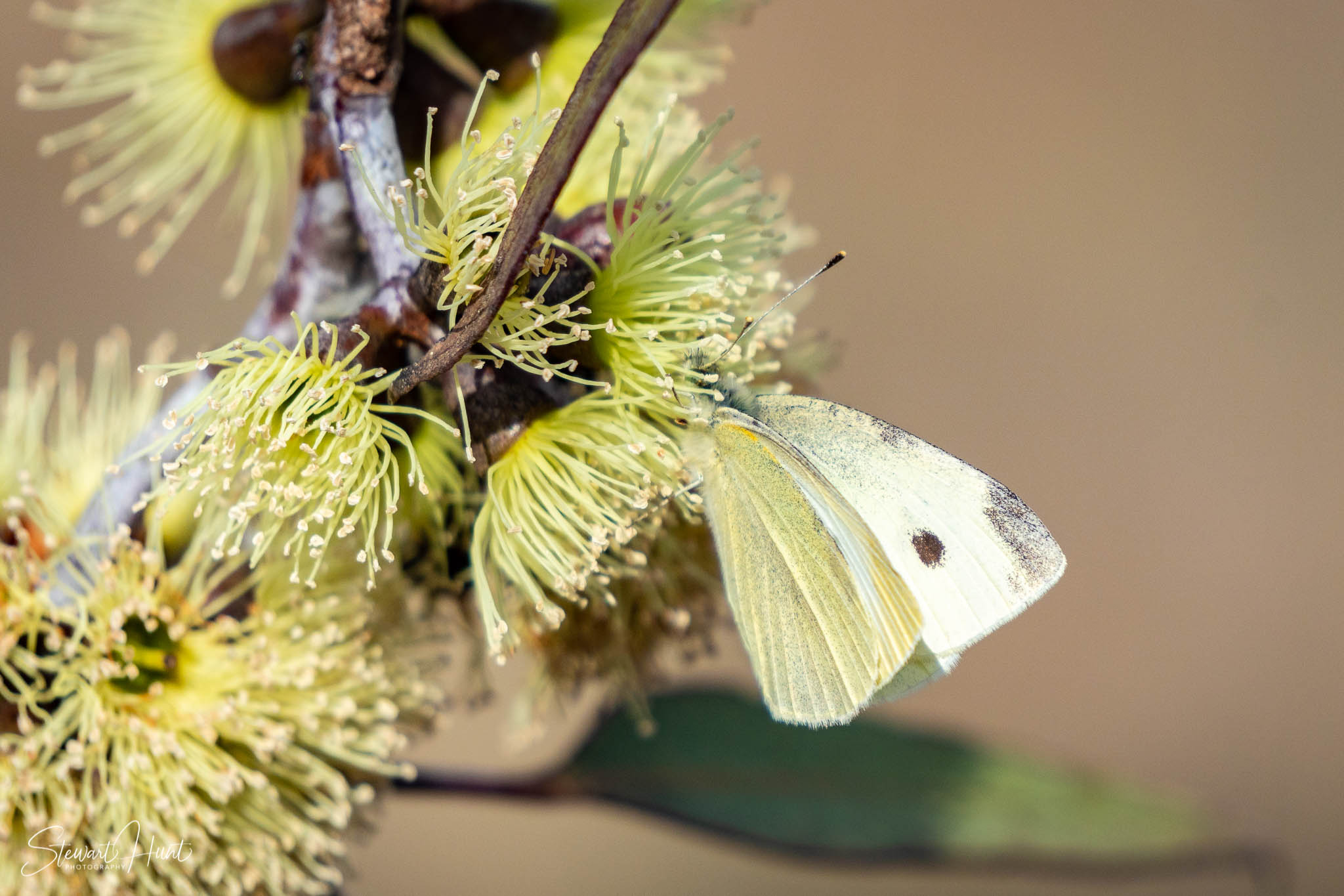 Melton Botanic Gardens A6500 4426