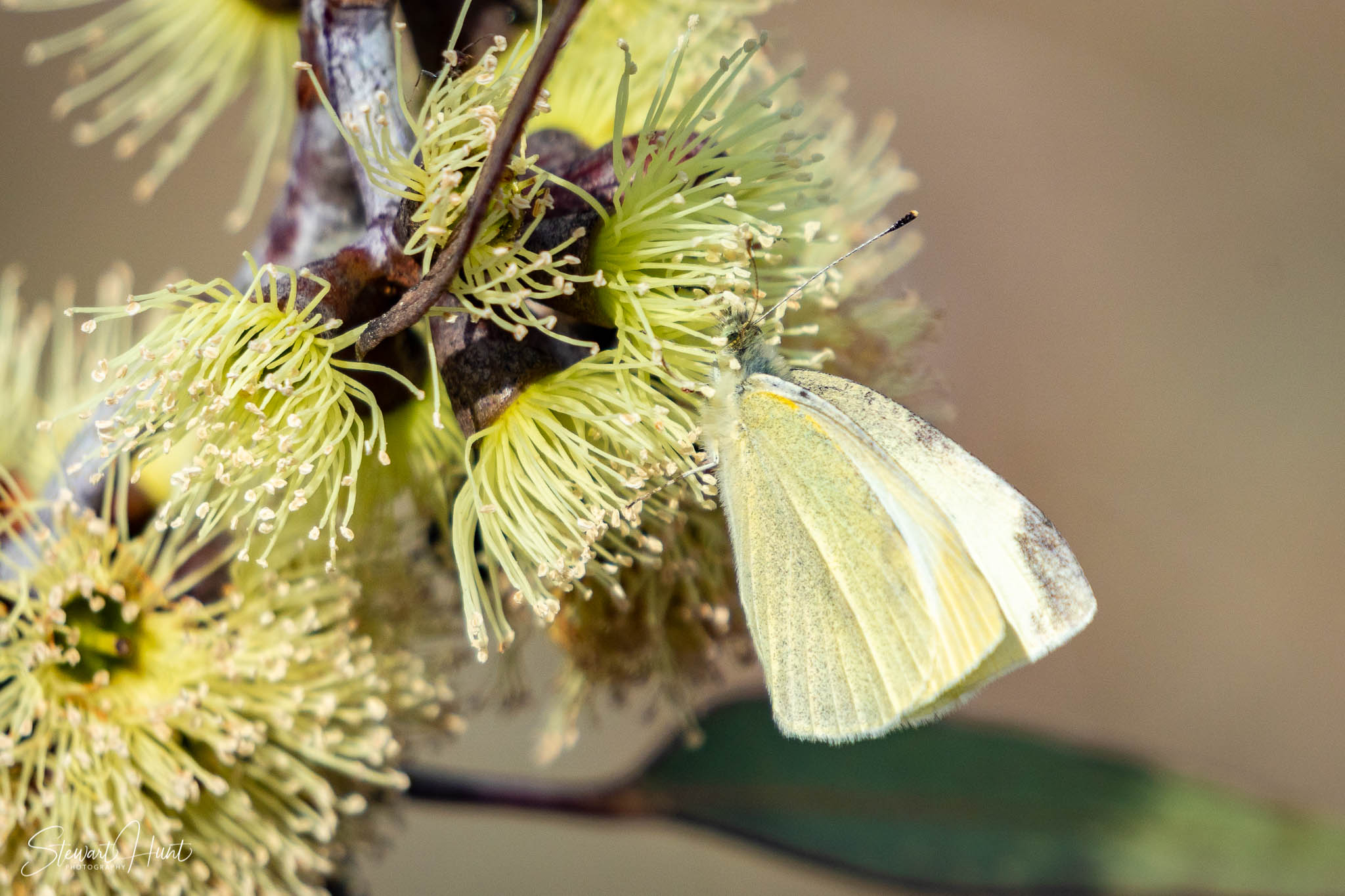 Melton Botanic Gardens A6500 4428