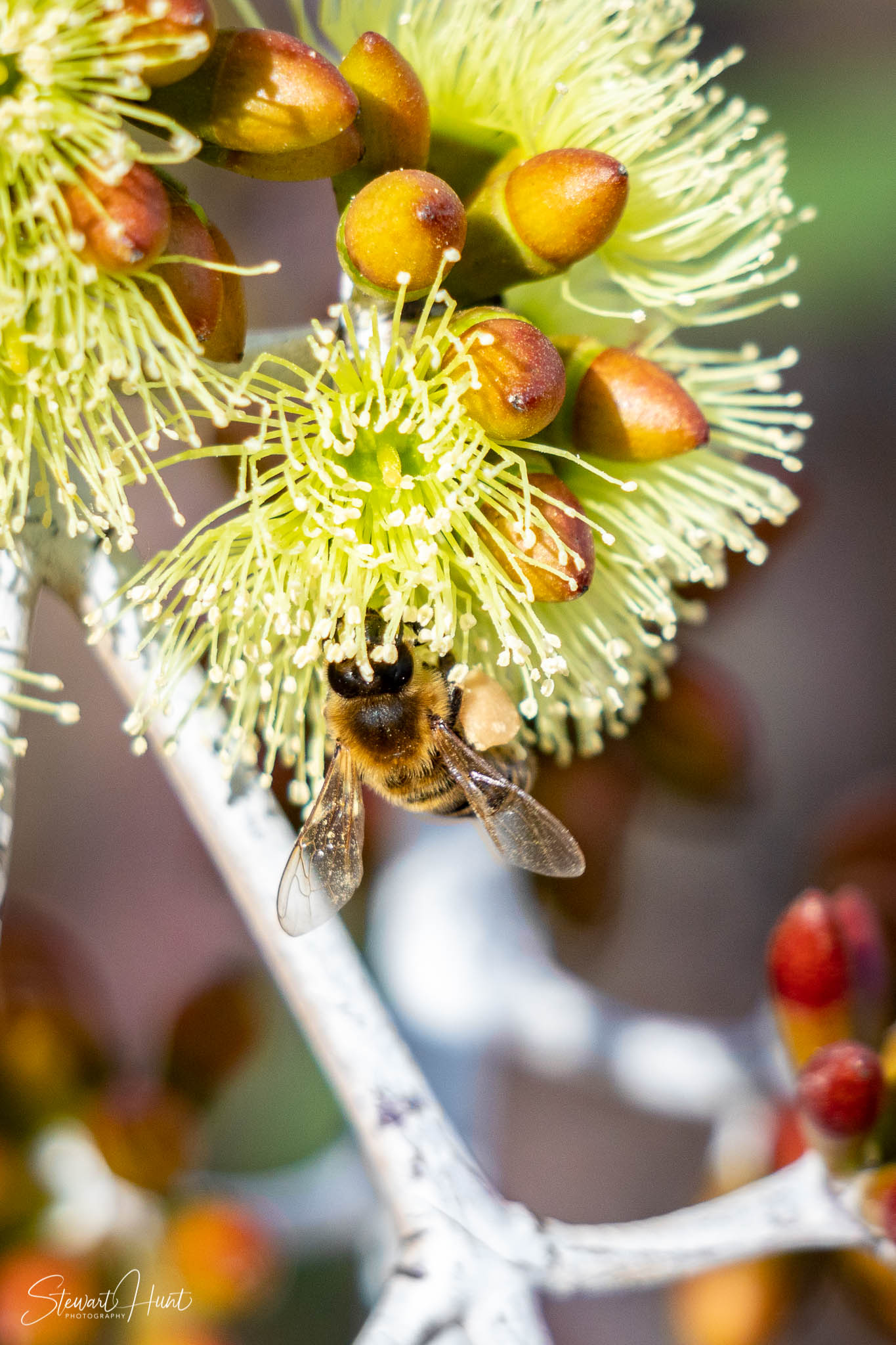 Melton Botanic Gardens A6500 4434