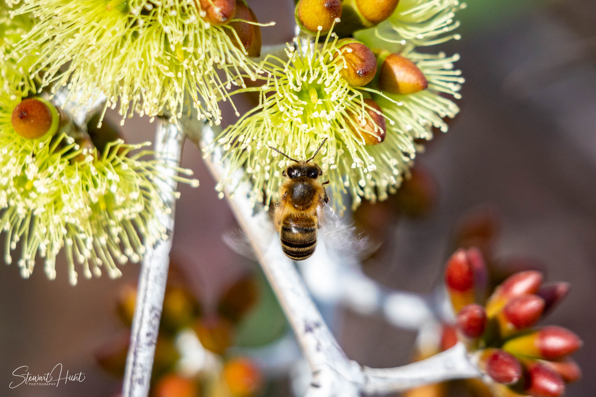 Melton Botanic Gardens A6500 4435