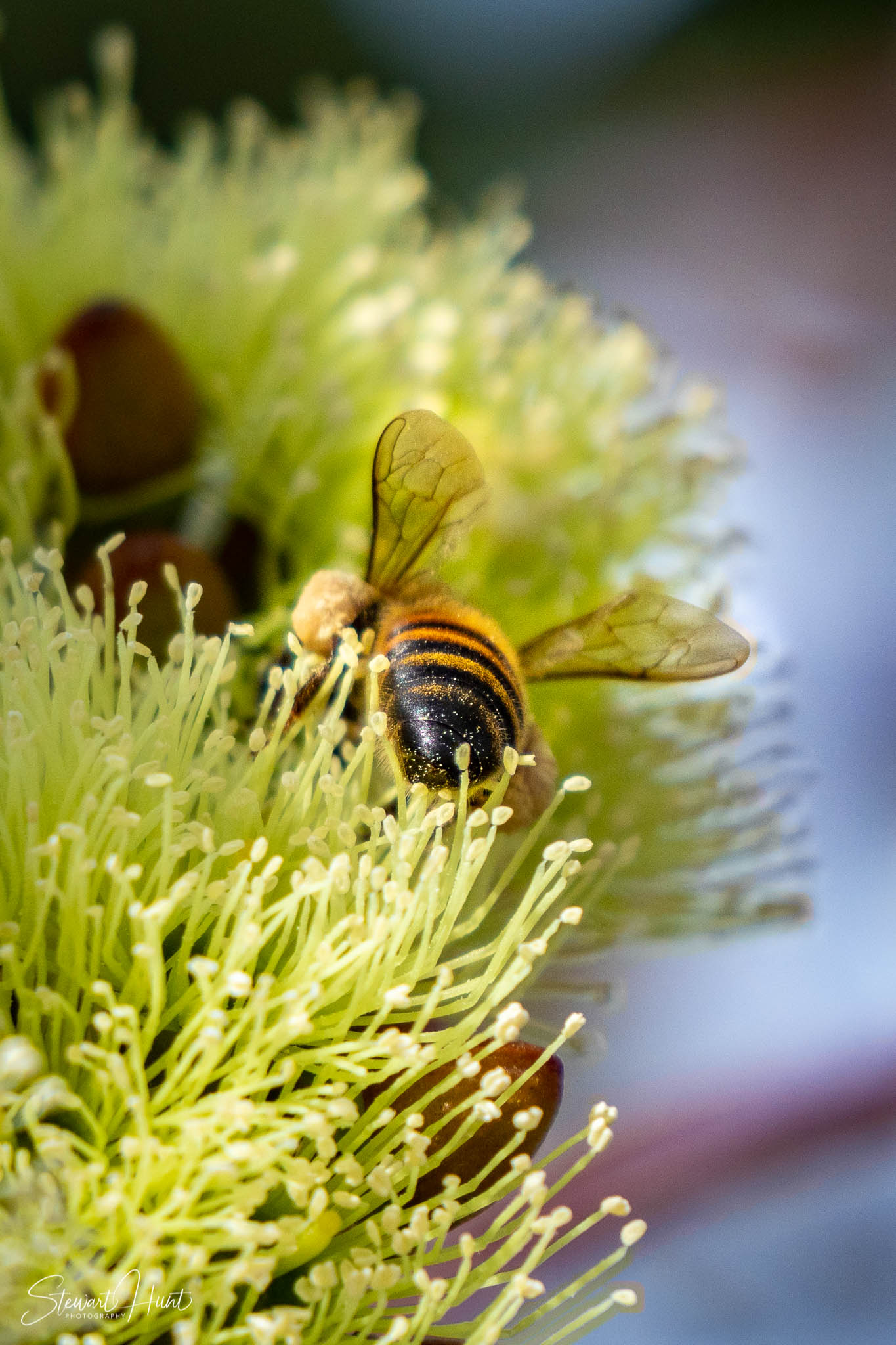 Melton Botanic Gardens A6500 4440
