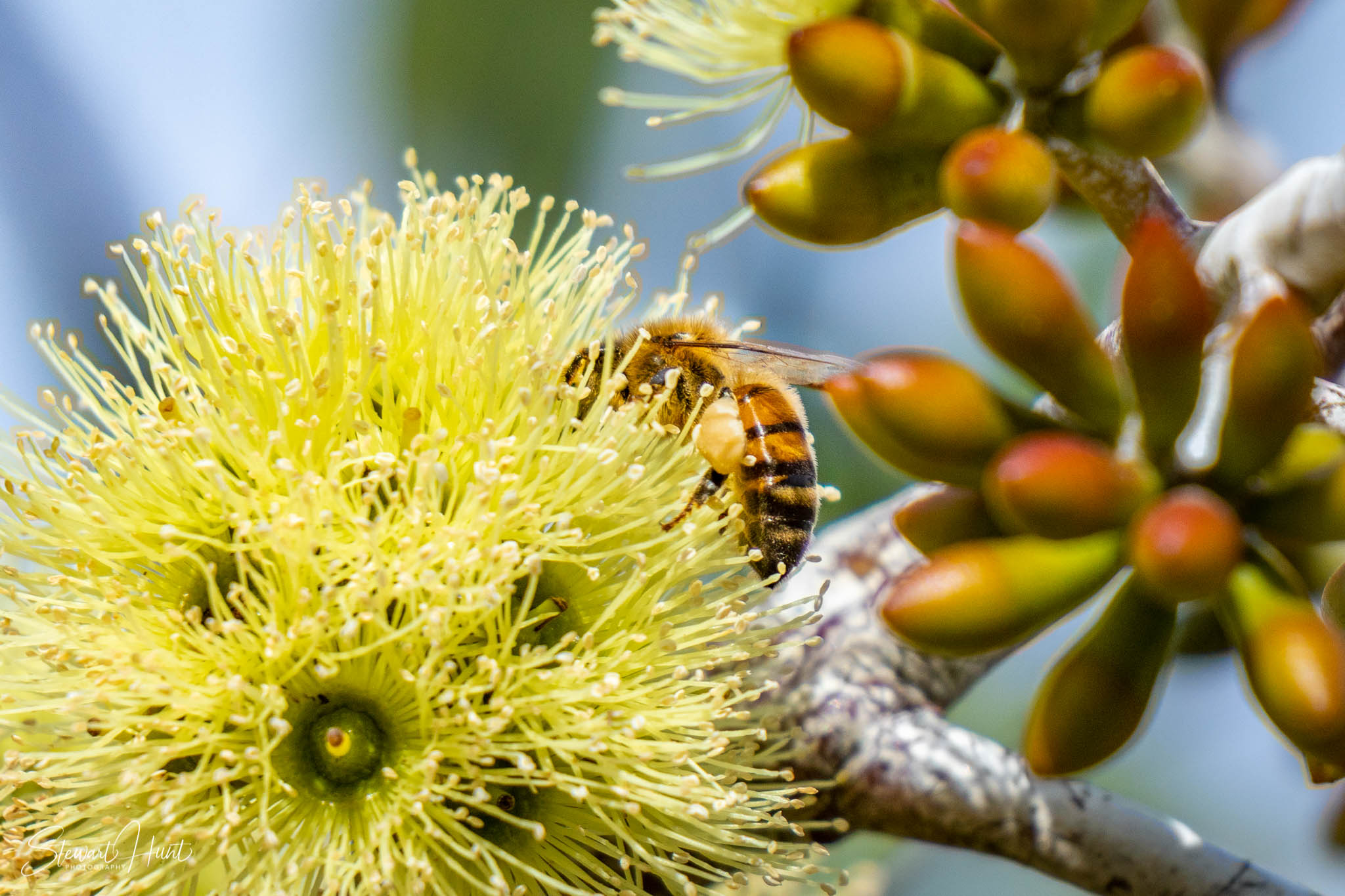 Melton Botanic Gardens A6500 4441