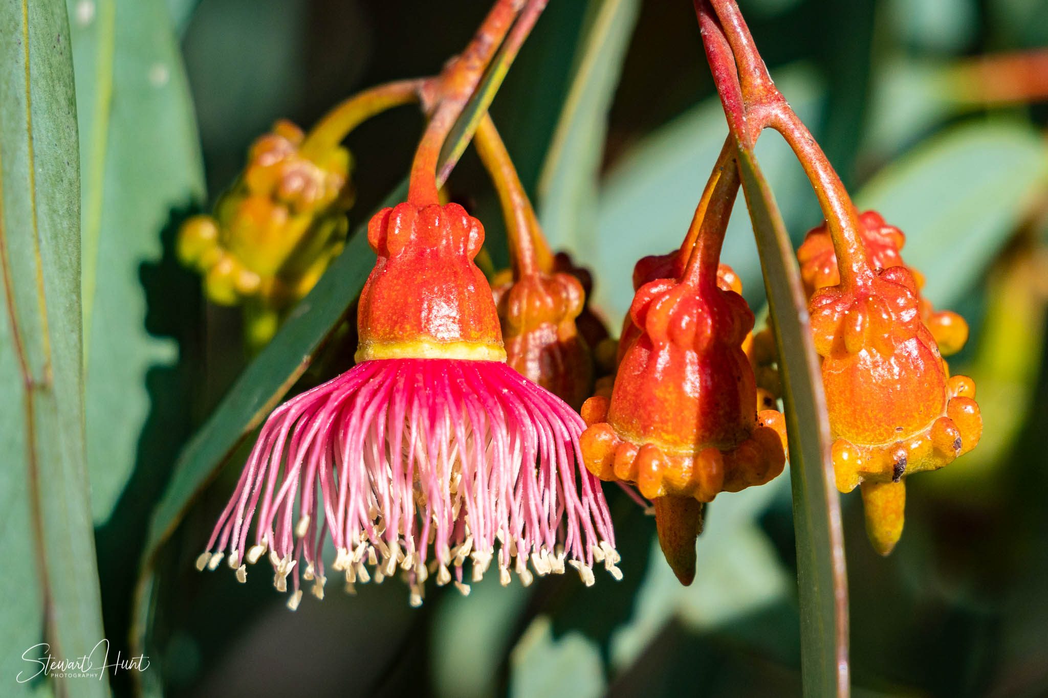 Melton Botanic Gardens A6500 4446