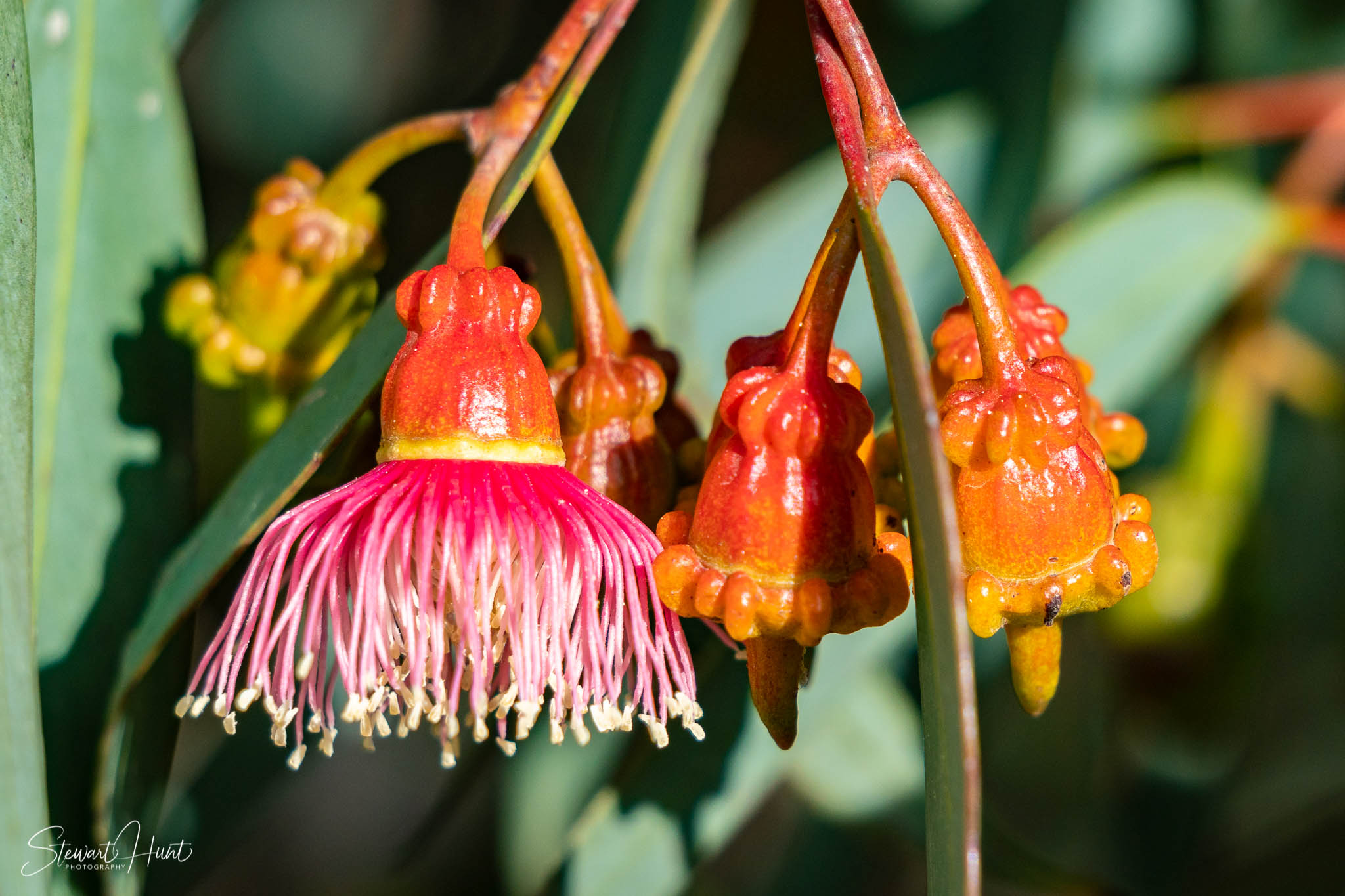 Melton Botanic Gardens A6500 4447