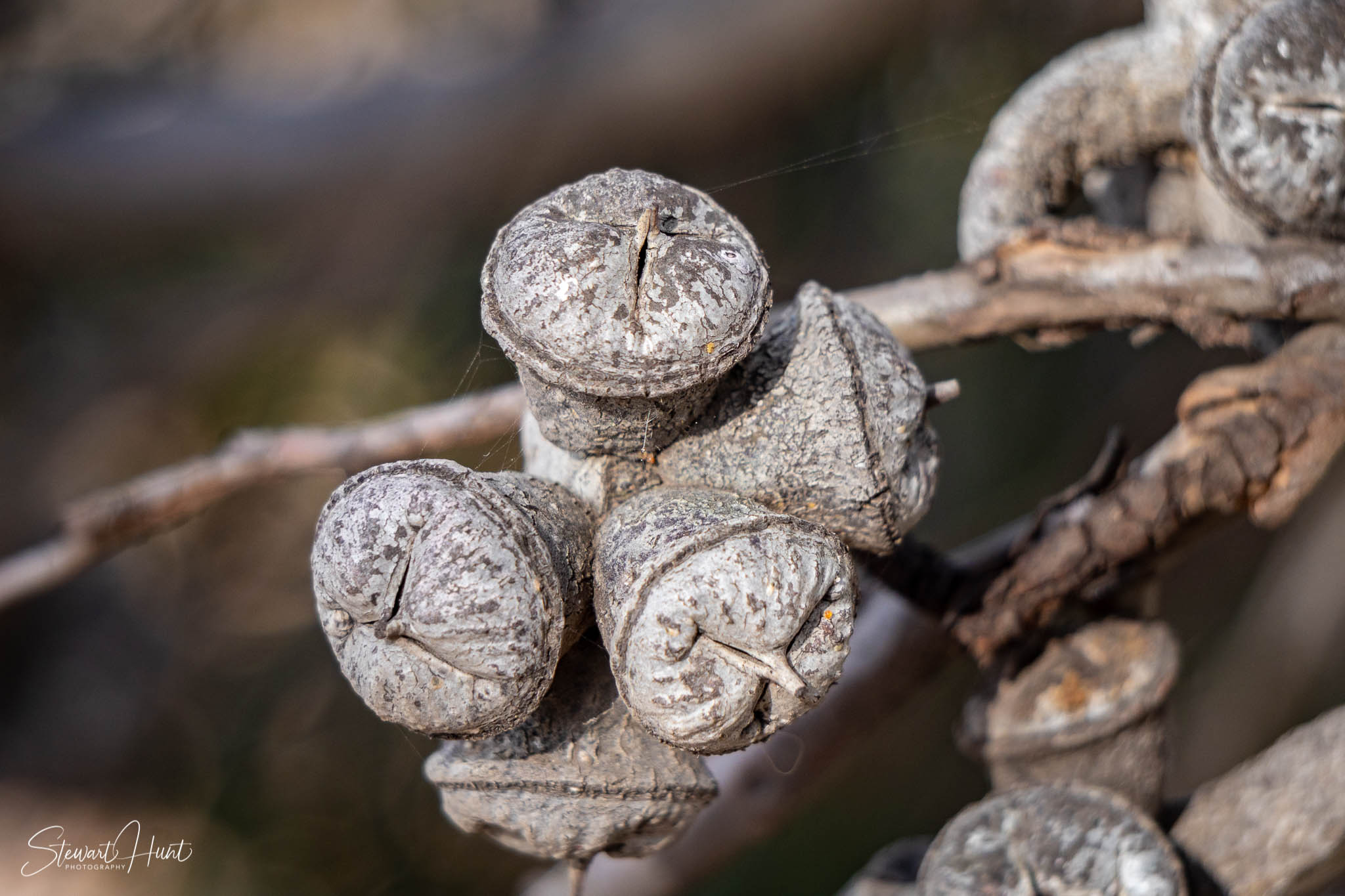 Melton Botanic Gardens A6500 4449