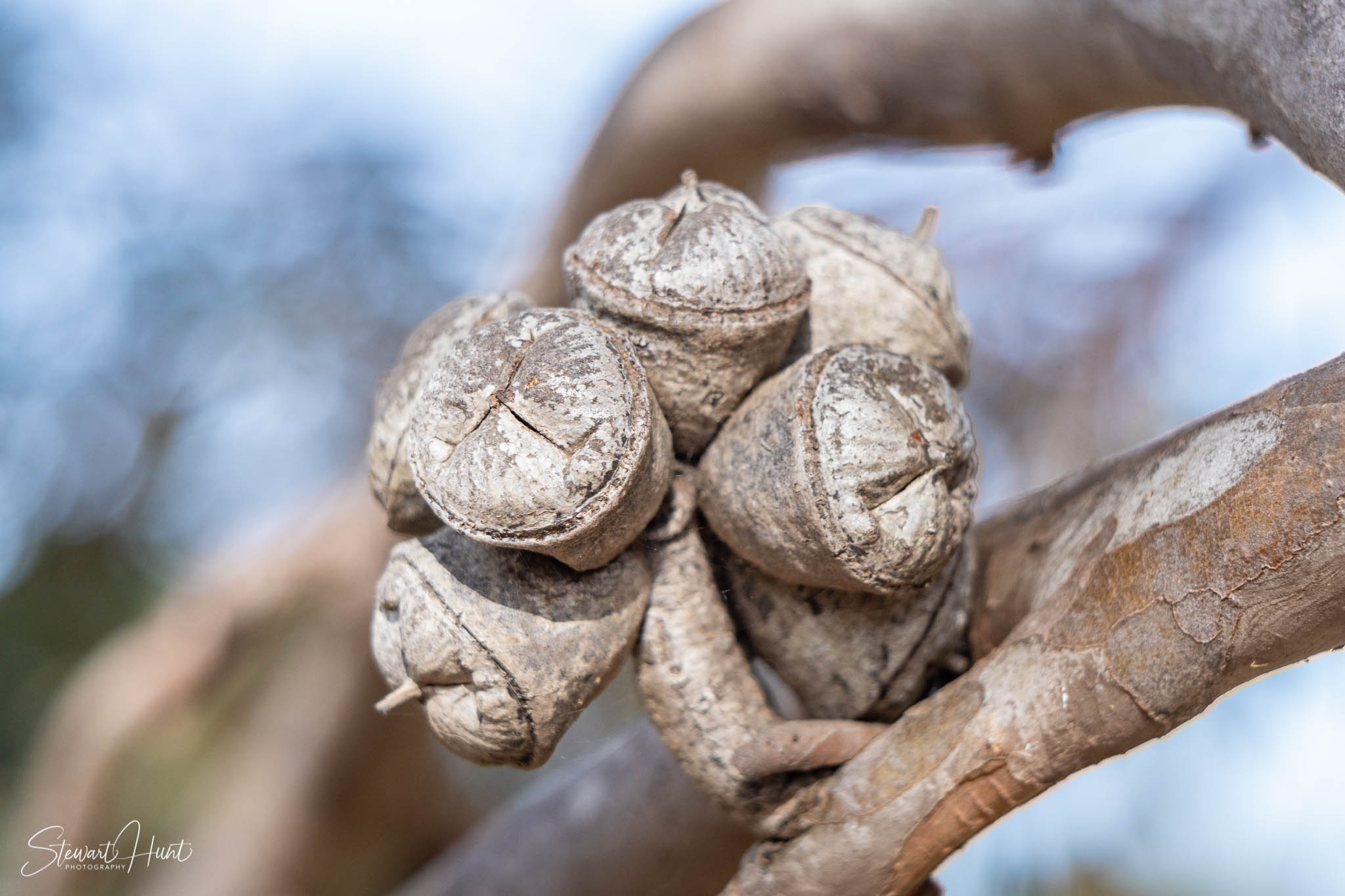 Melton Botanic Gardens A6500 4451