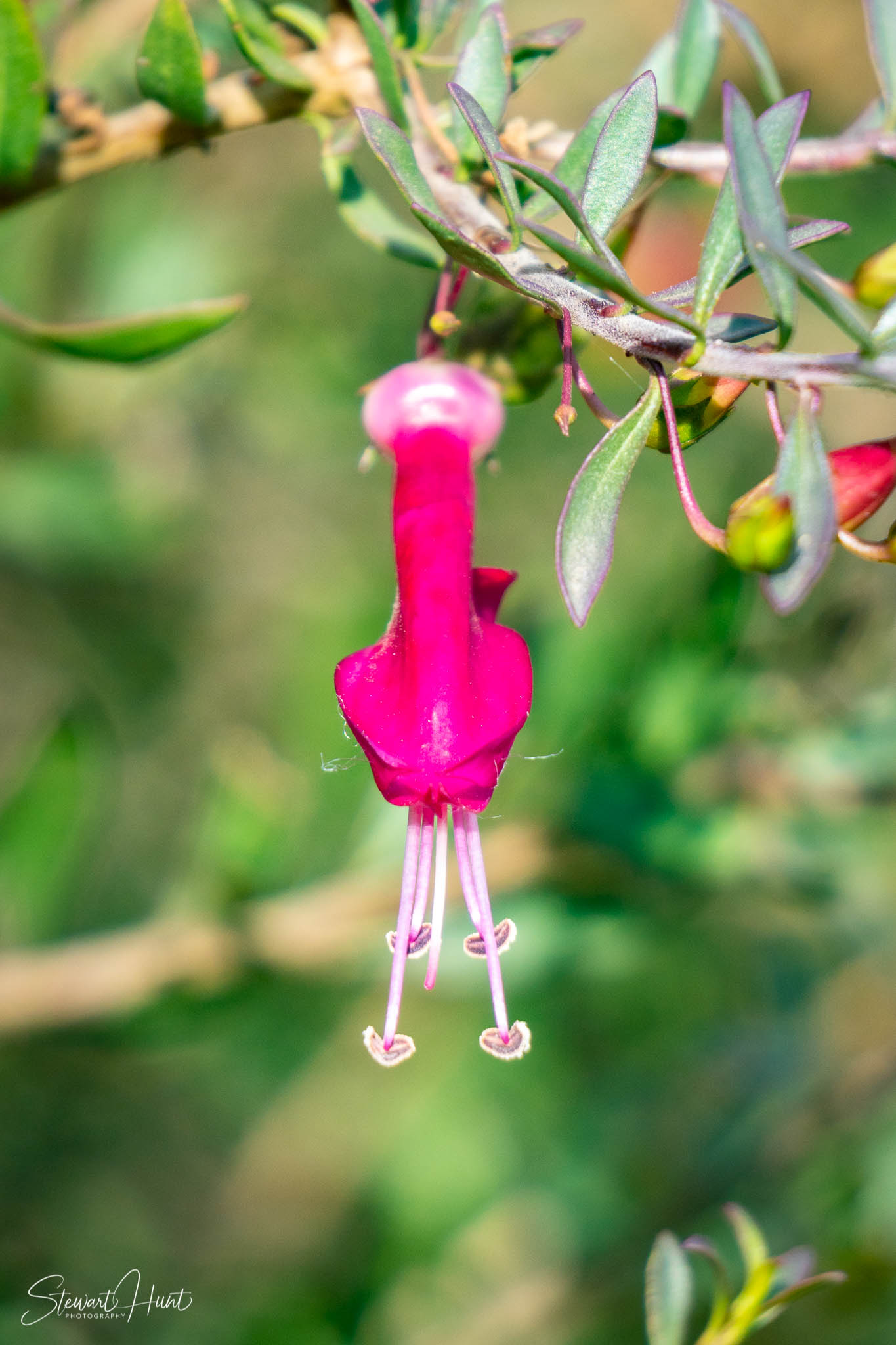 Melton Botanic Gardens A6500 4453