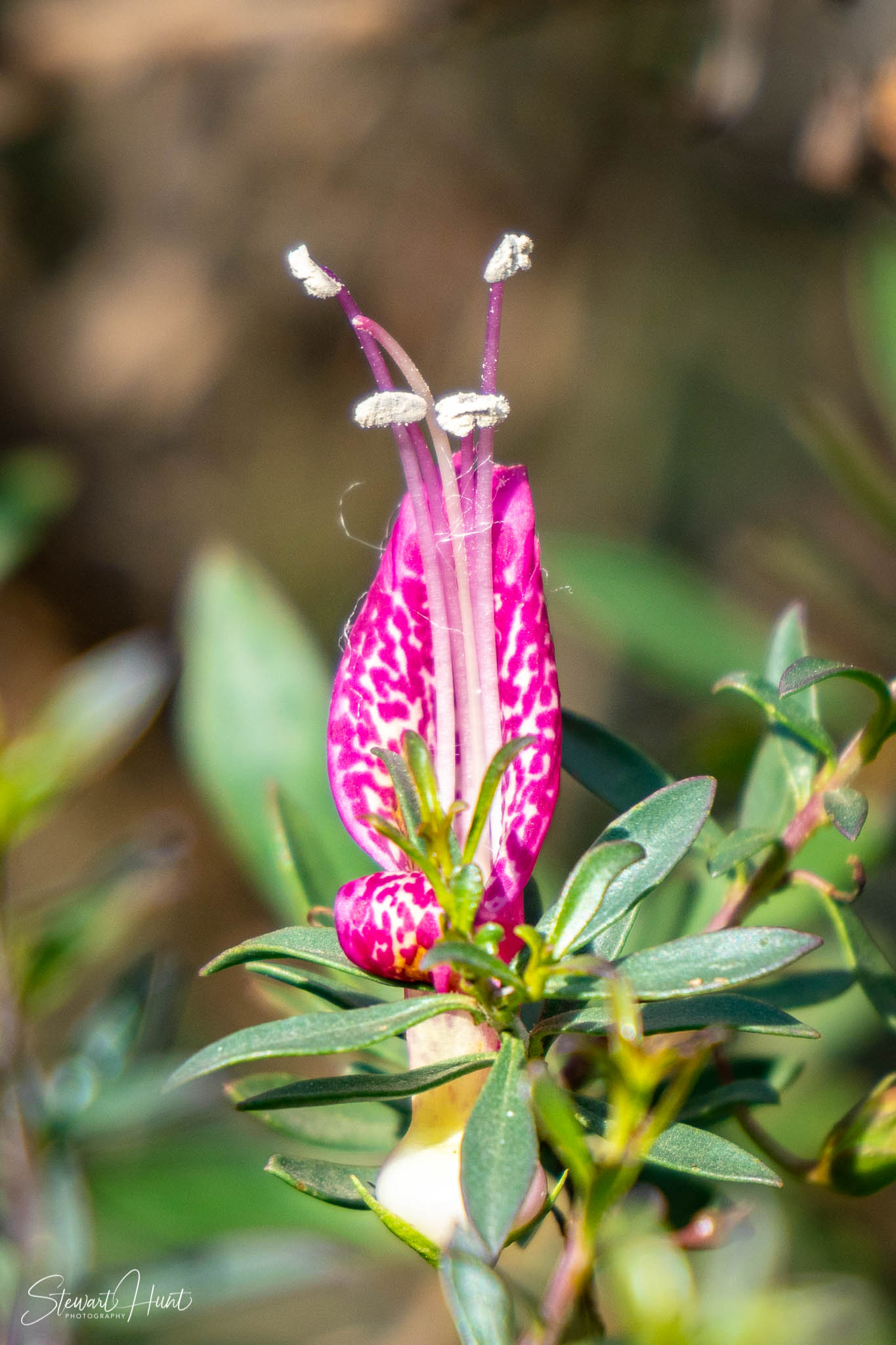 Melton Botanic Gardens A6500 4454