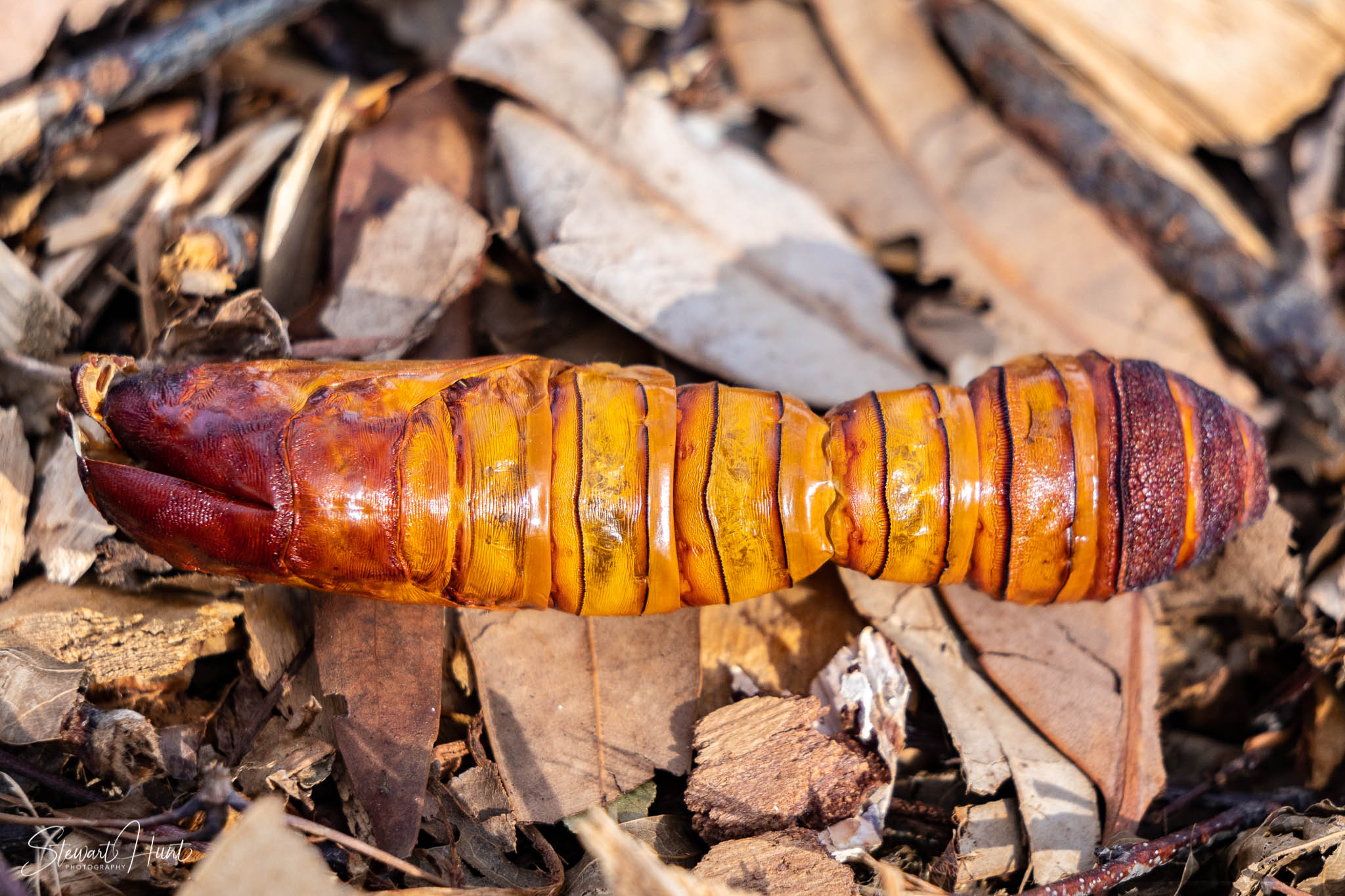 Melton Botanic Gardens A6500 4459