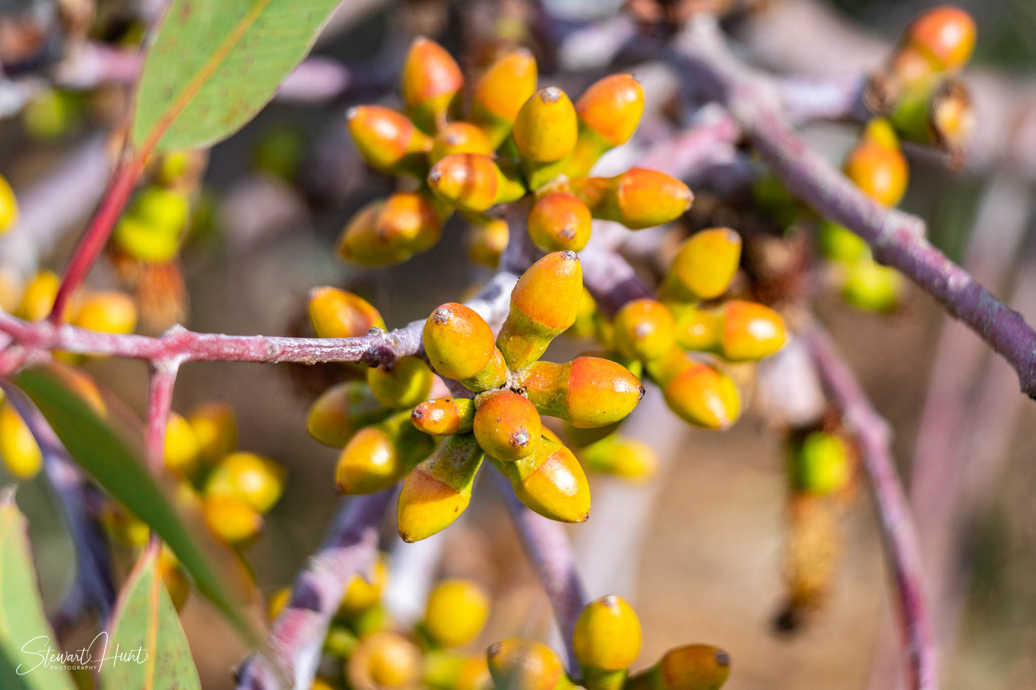 Melton Botanic Gardens A6500 4462