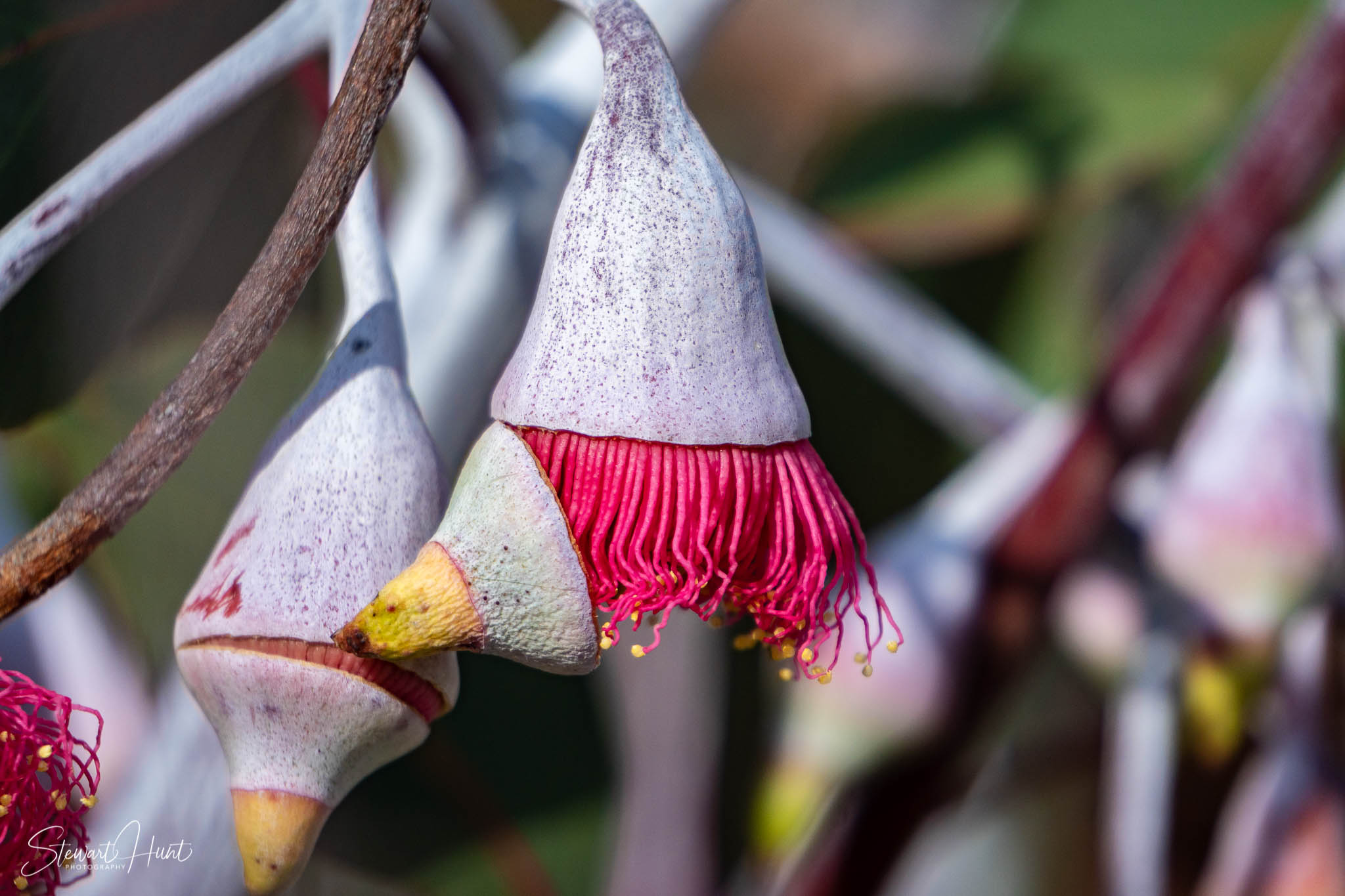Melton Botanic Gardens A6500 4466