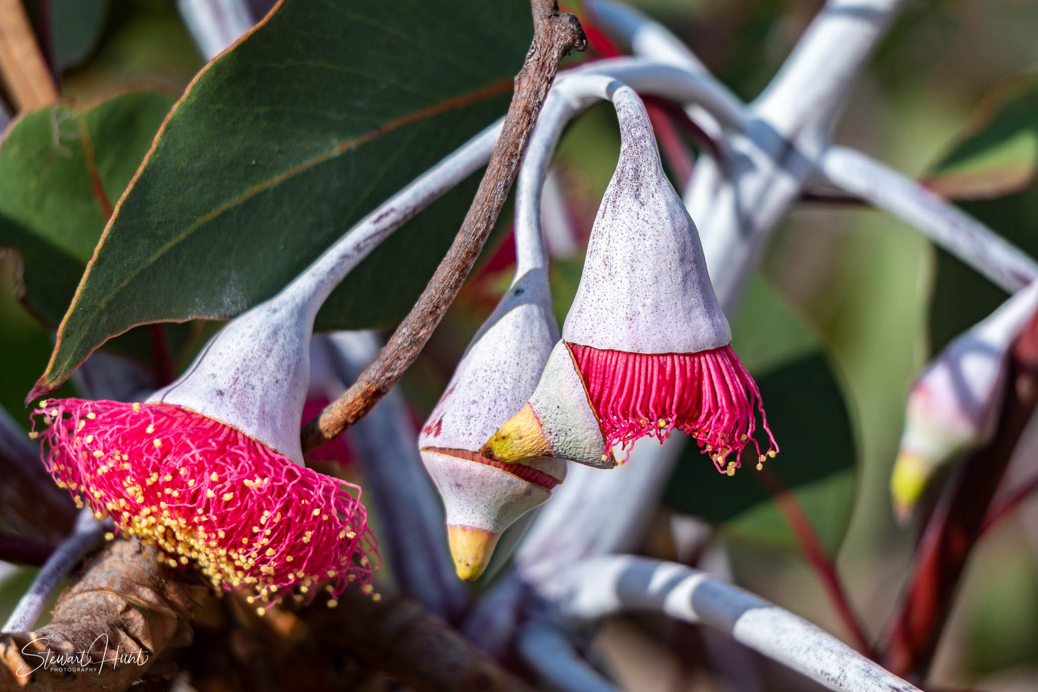 Melton Botanic Gardens A6500 4469