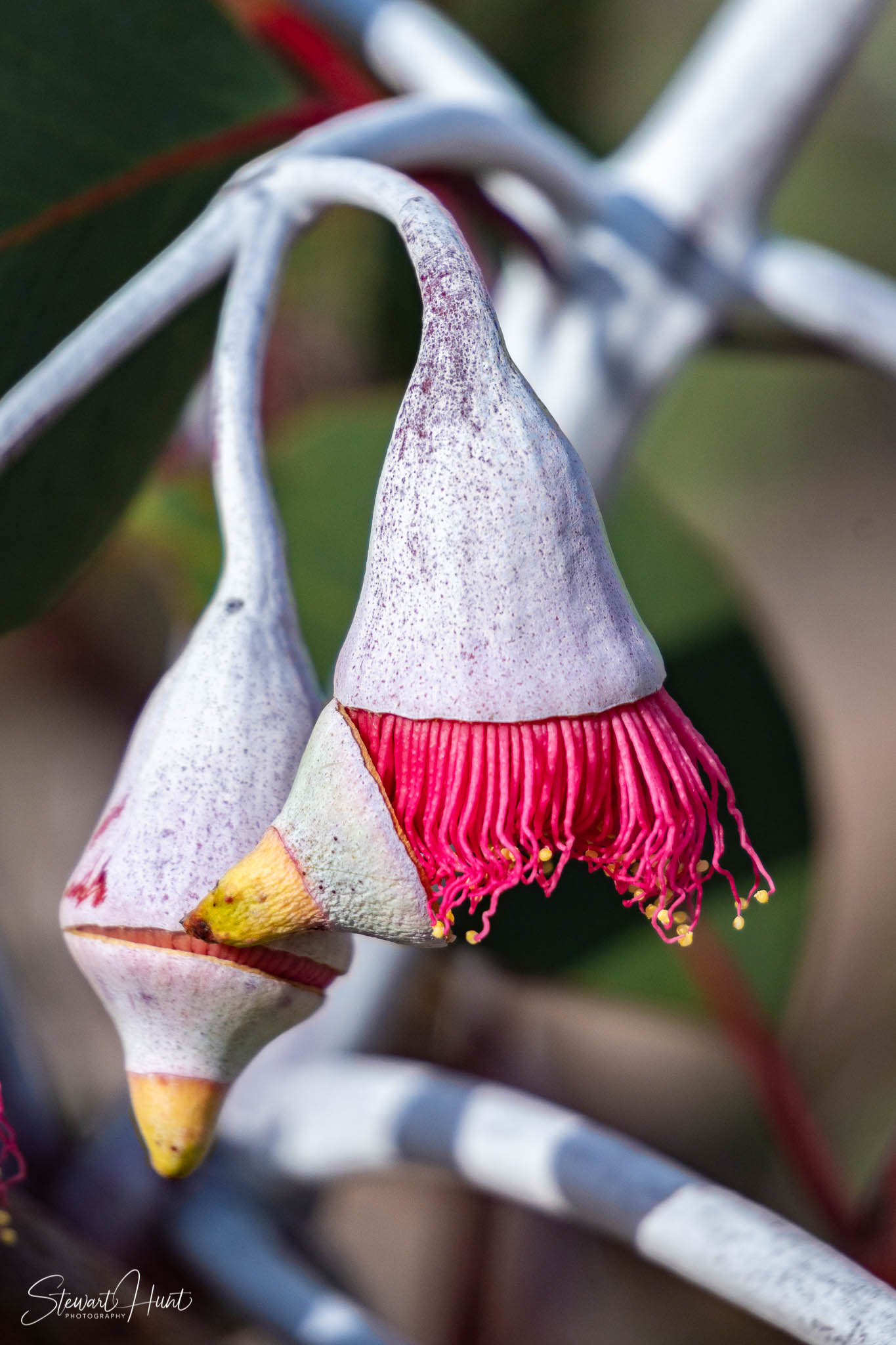 Melton Botanic Gardens A6500 4471