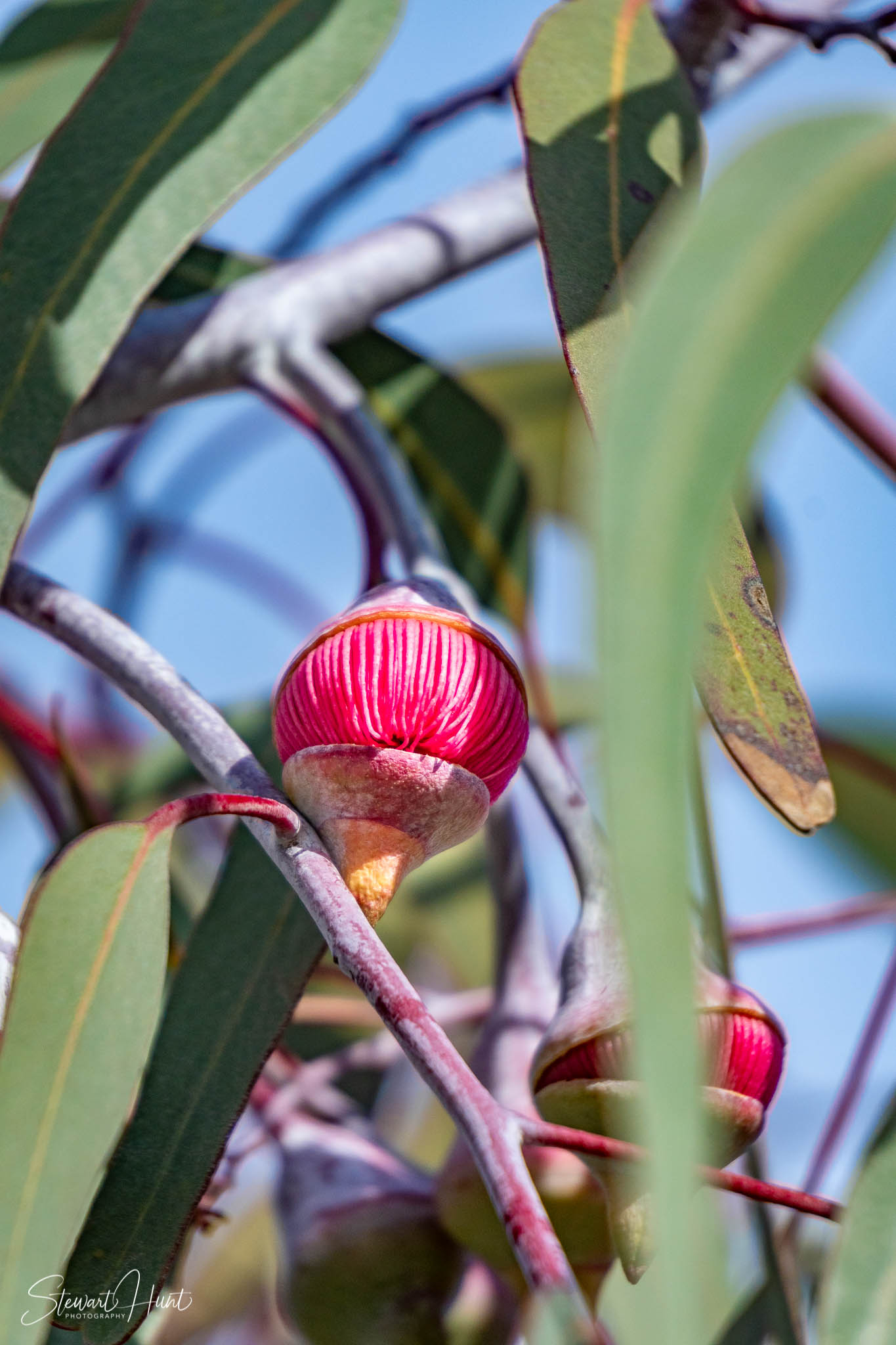 Melton Botanic Gardens A6500 4473