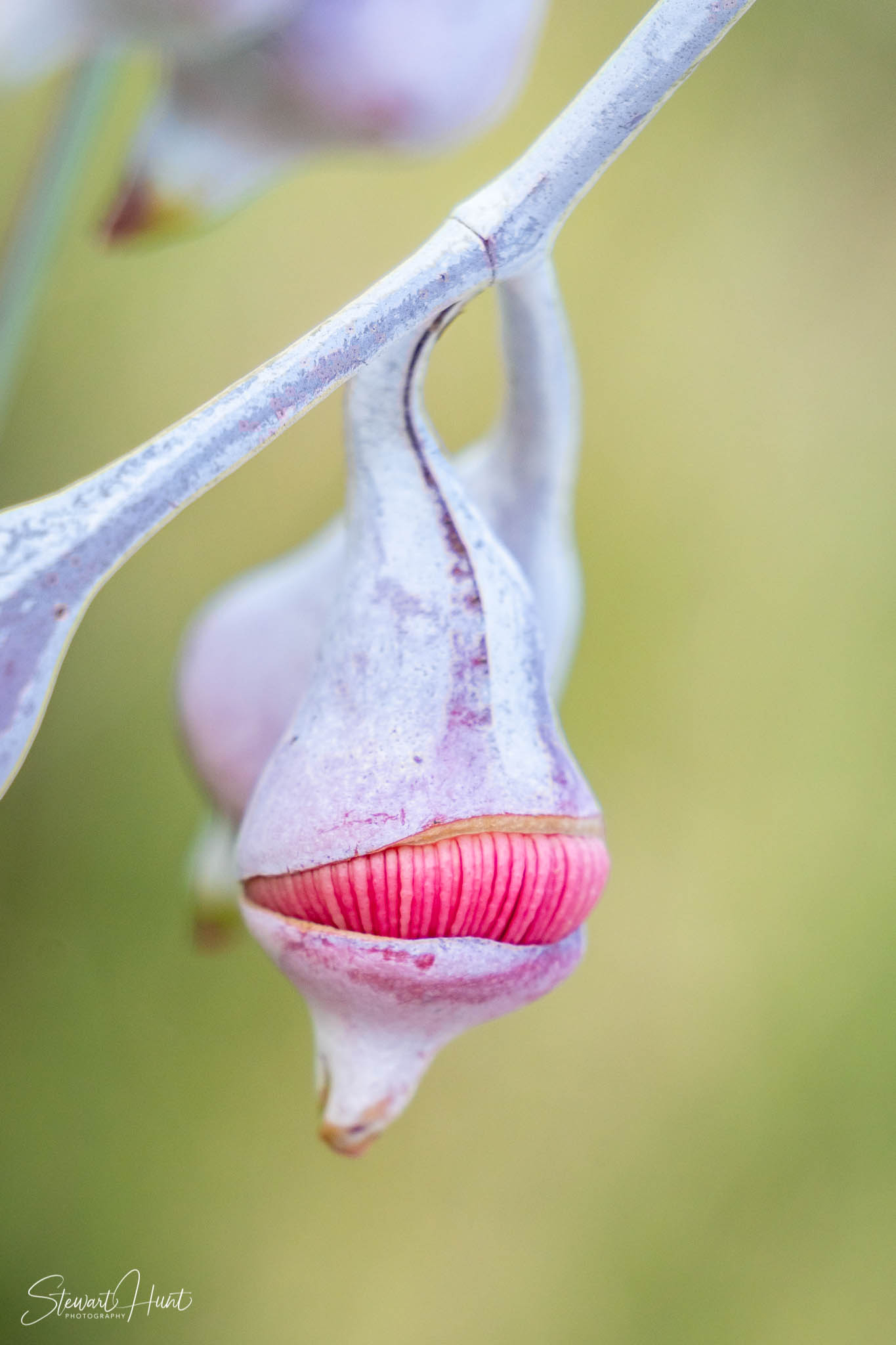 Melton Botanic Gardens A6500 4478