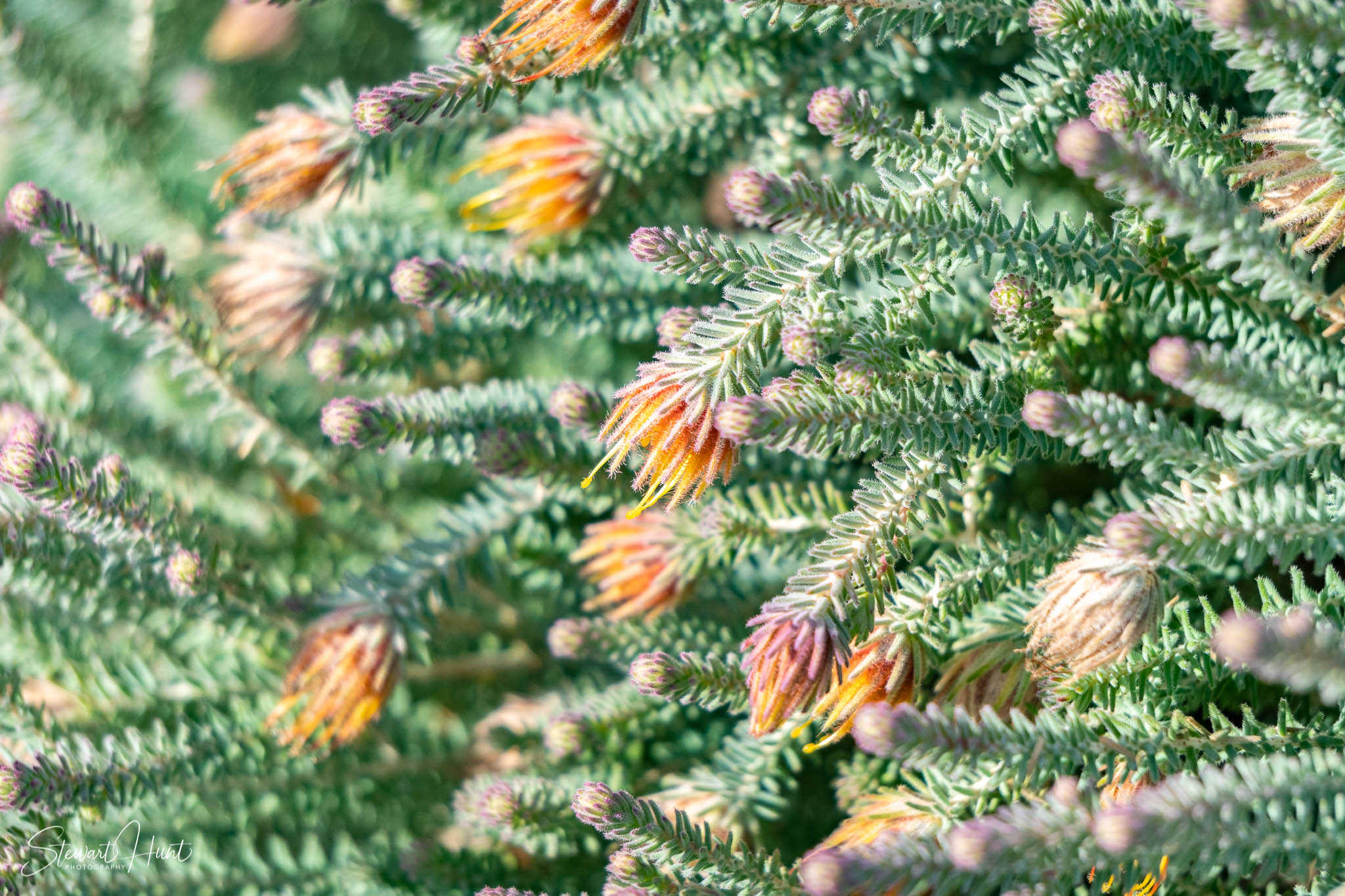 Melton Botanic Gardens A6500 4483