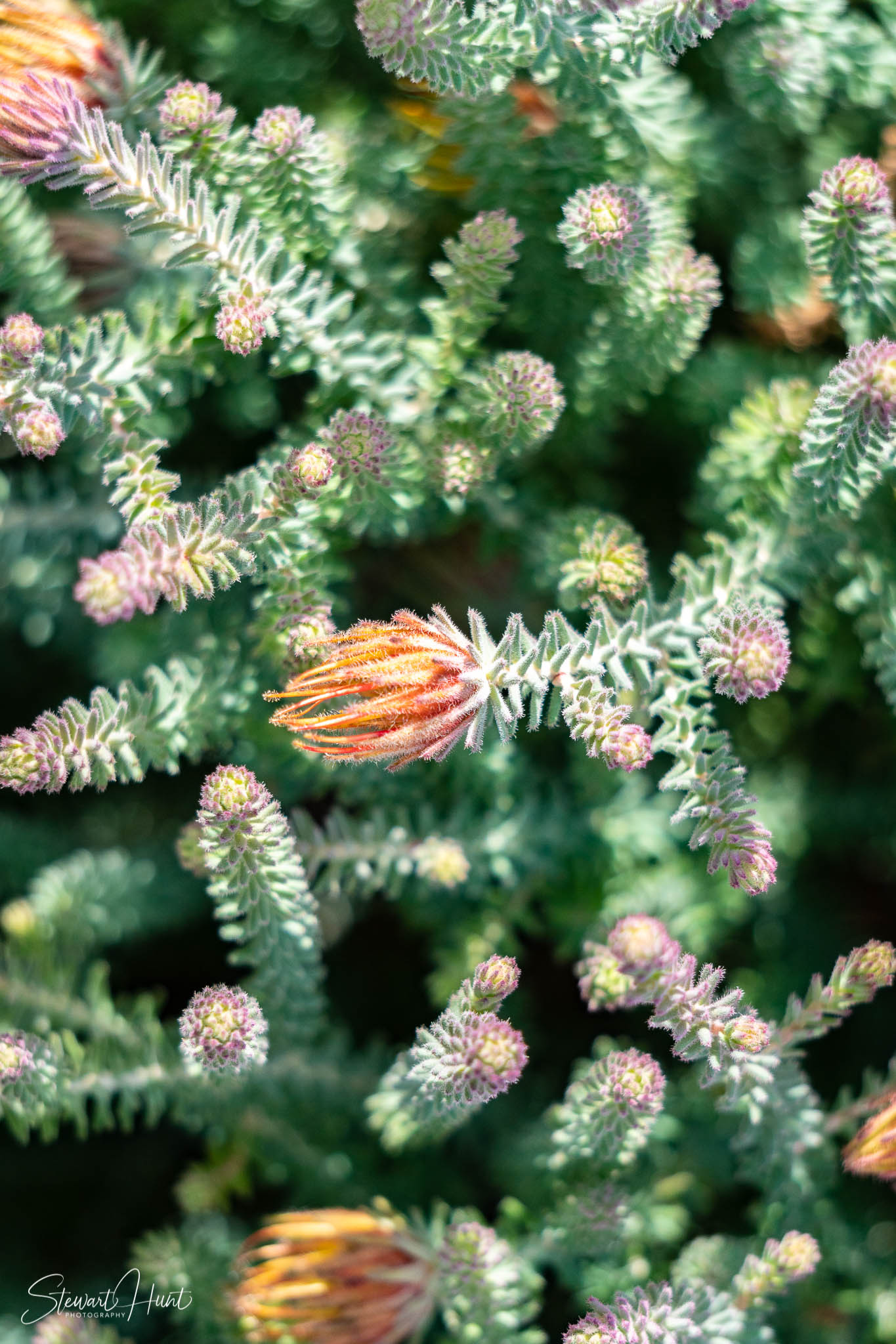 Melton Botanic Gardens A6500 4484