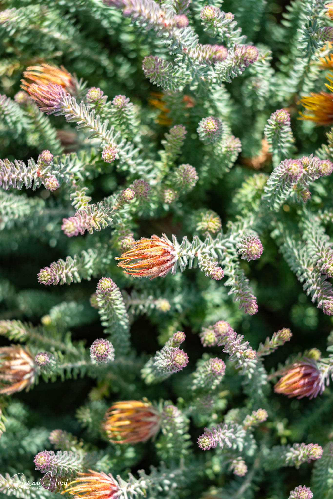 Melton Botanic Gardens A6500 4485