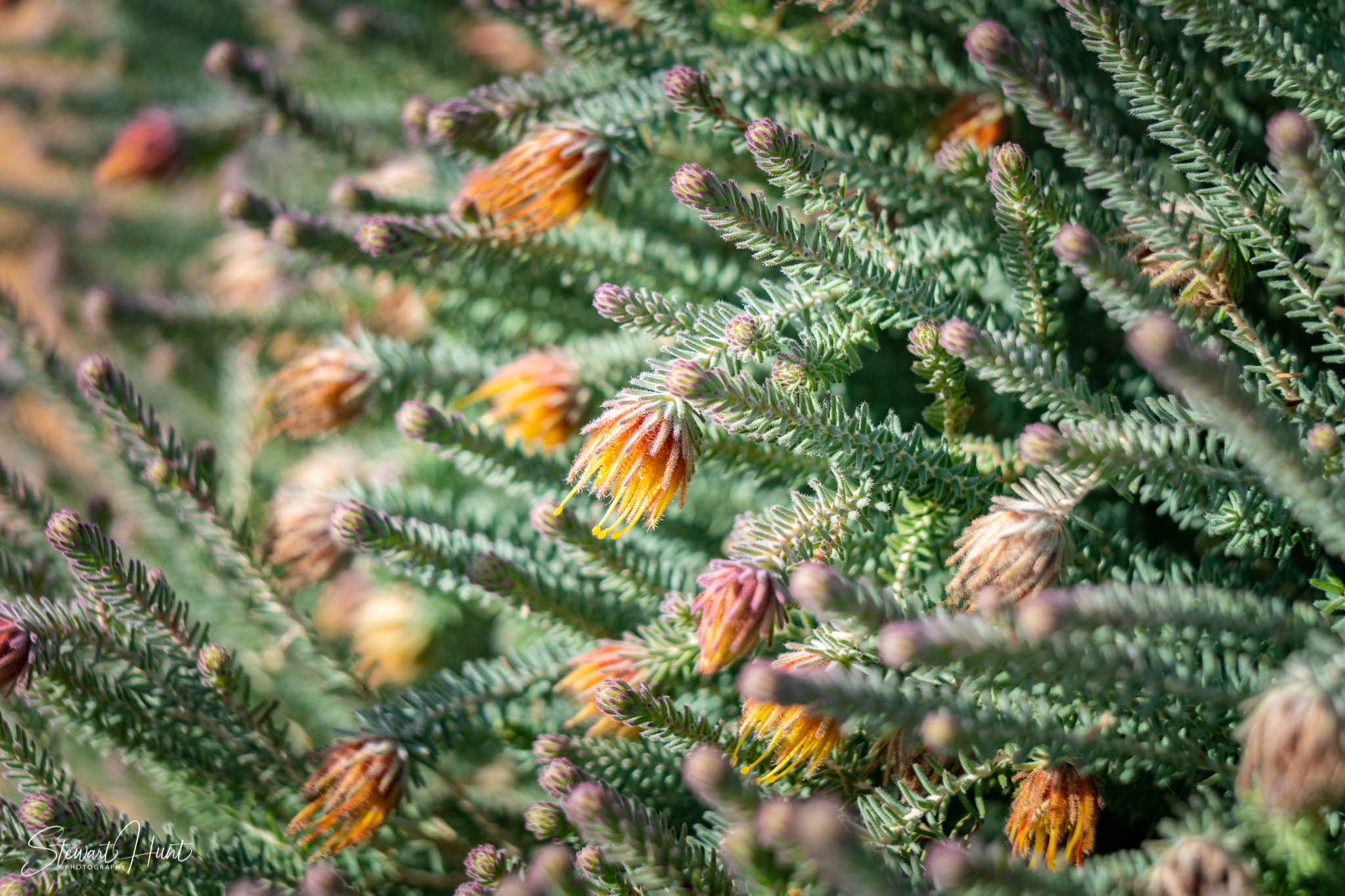 Melton Botanic Gardens A6500 4486