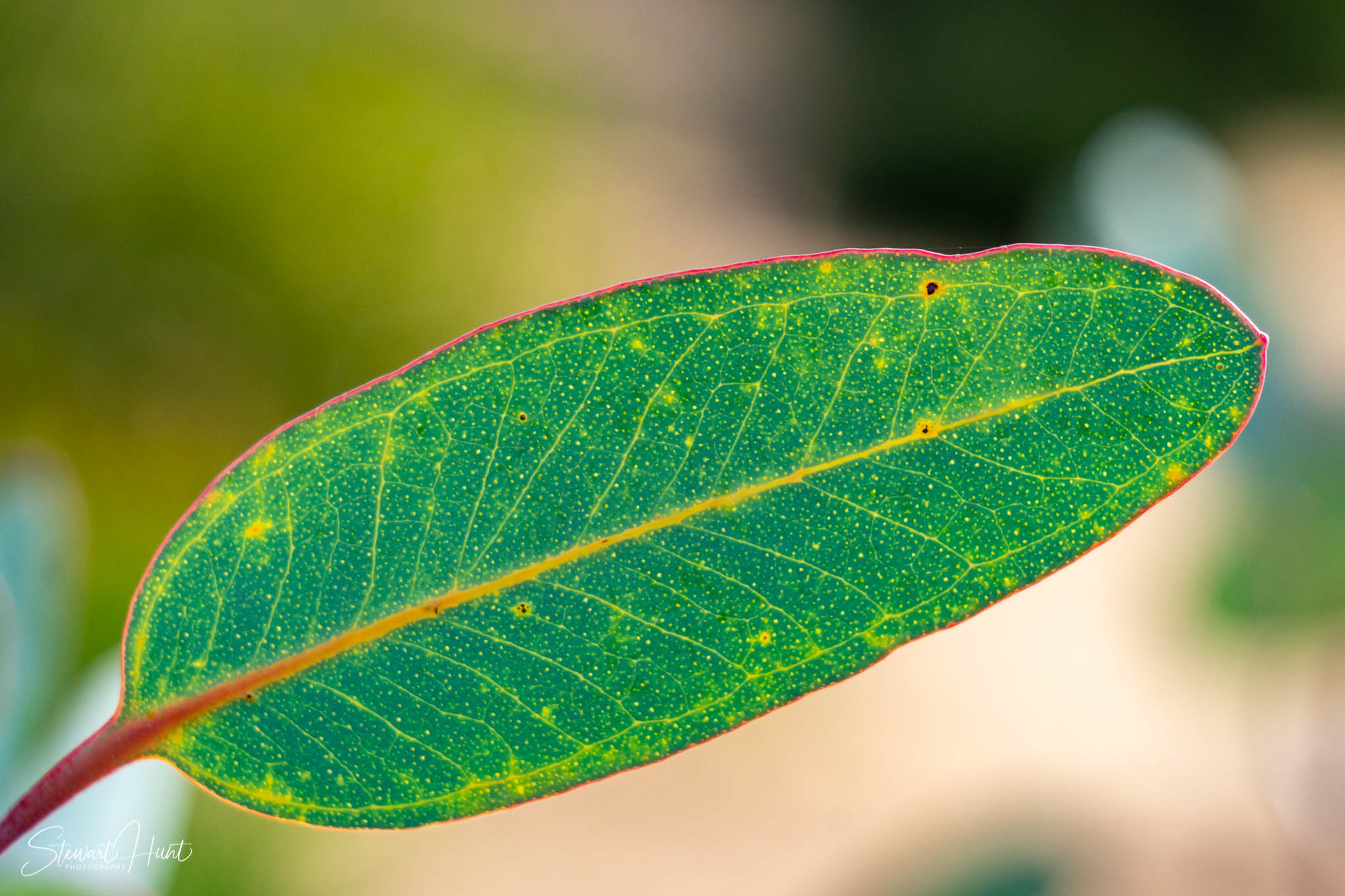 Melton Botanic Gardens A6500 4491