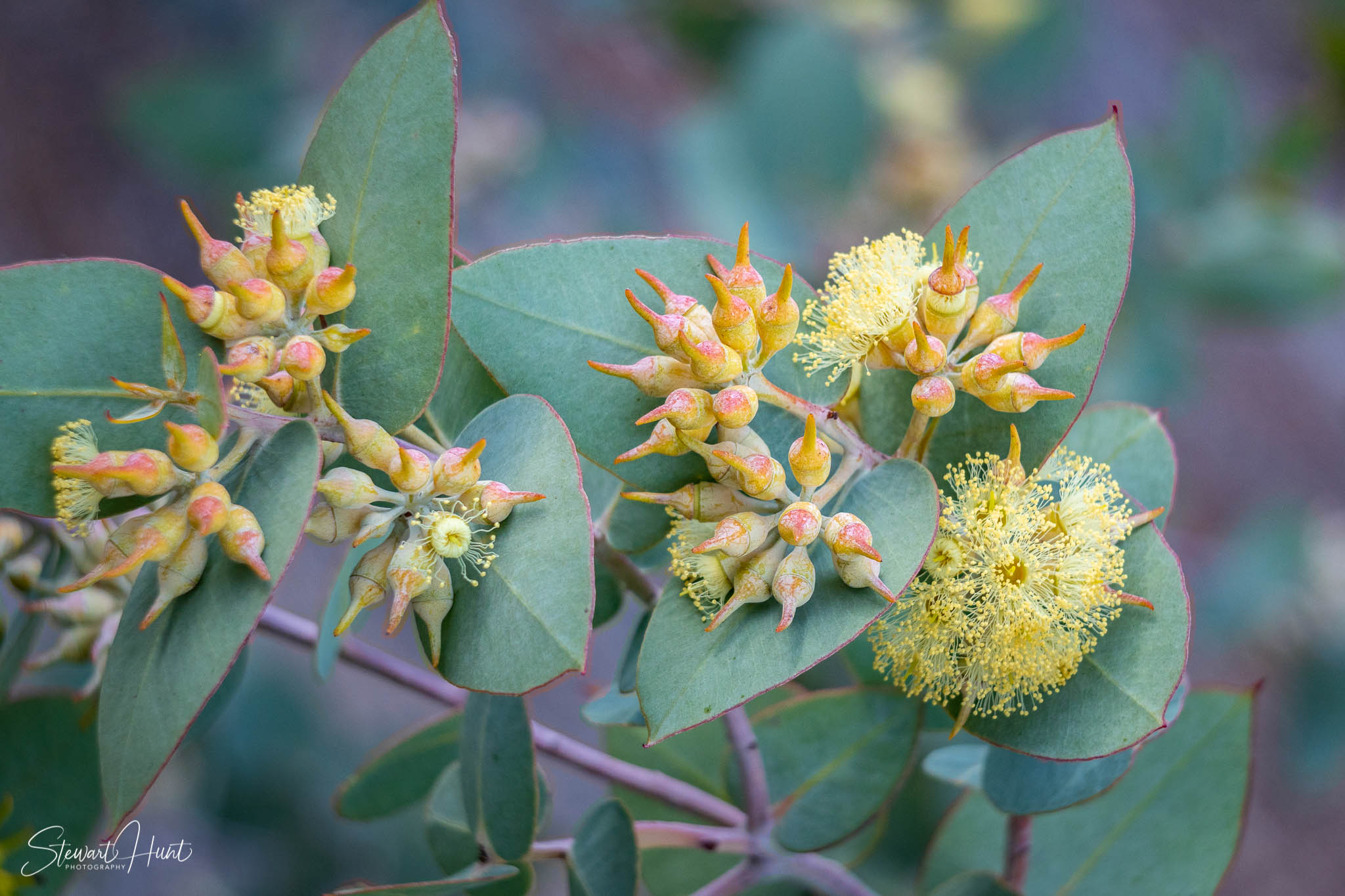 Melton Botanic Gardens A6500 4498