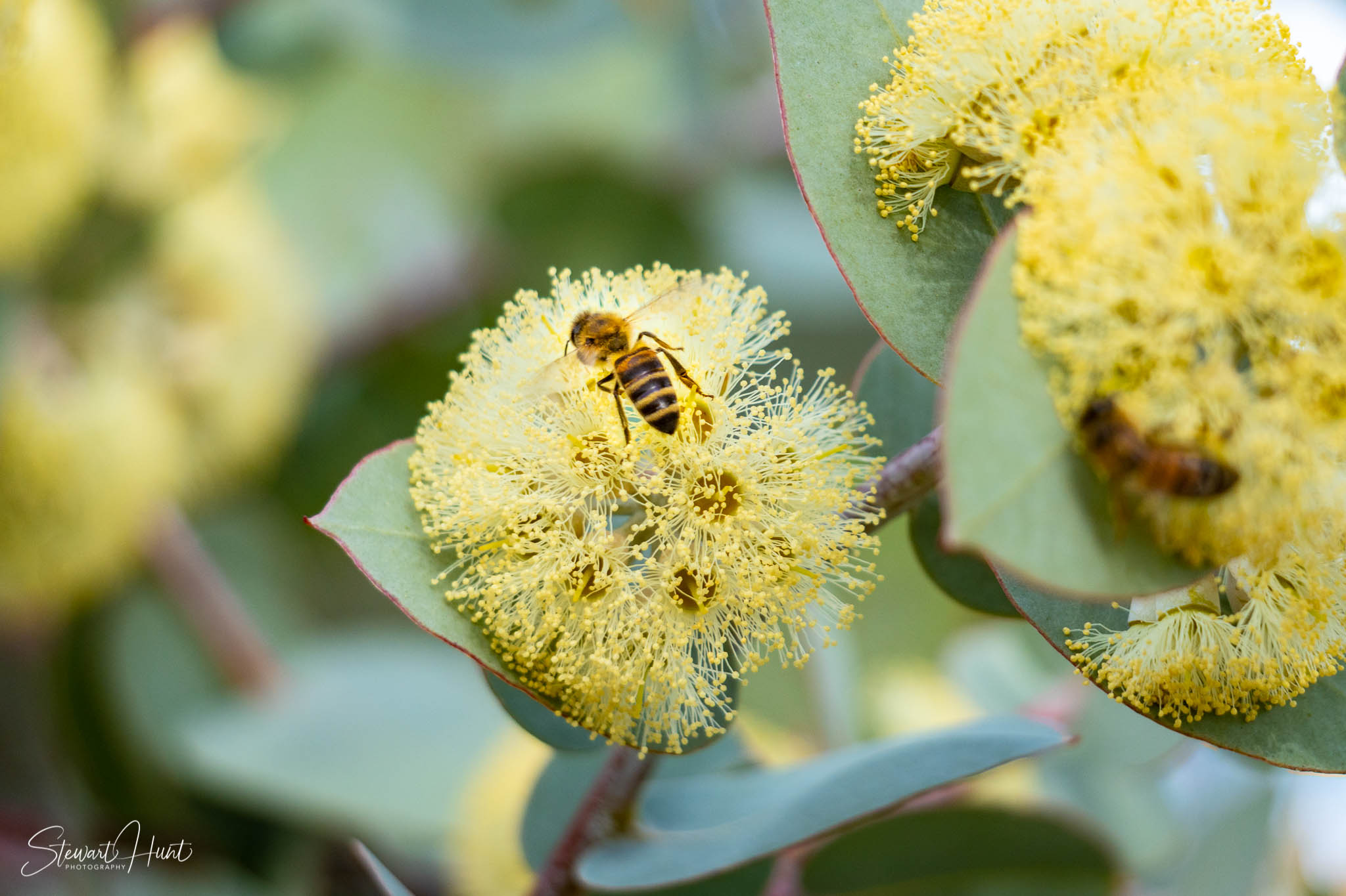 Melton Botanic Gardens A6500 4500